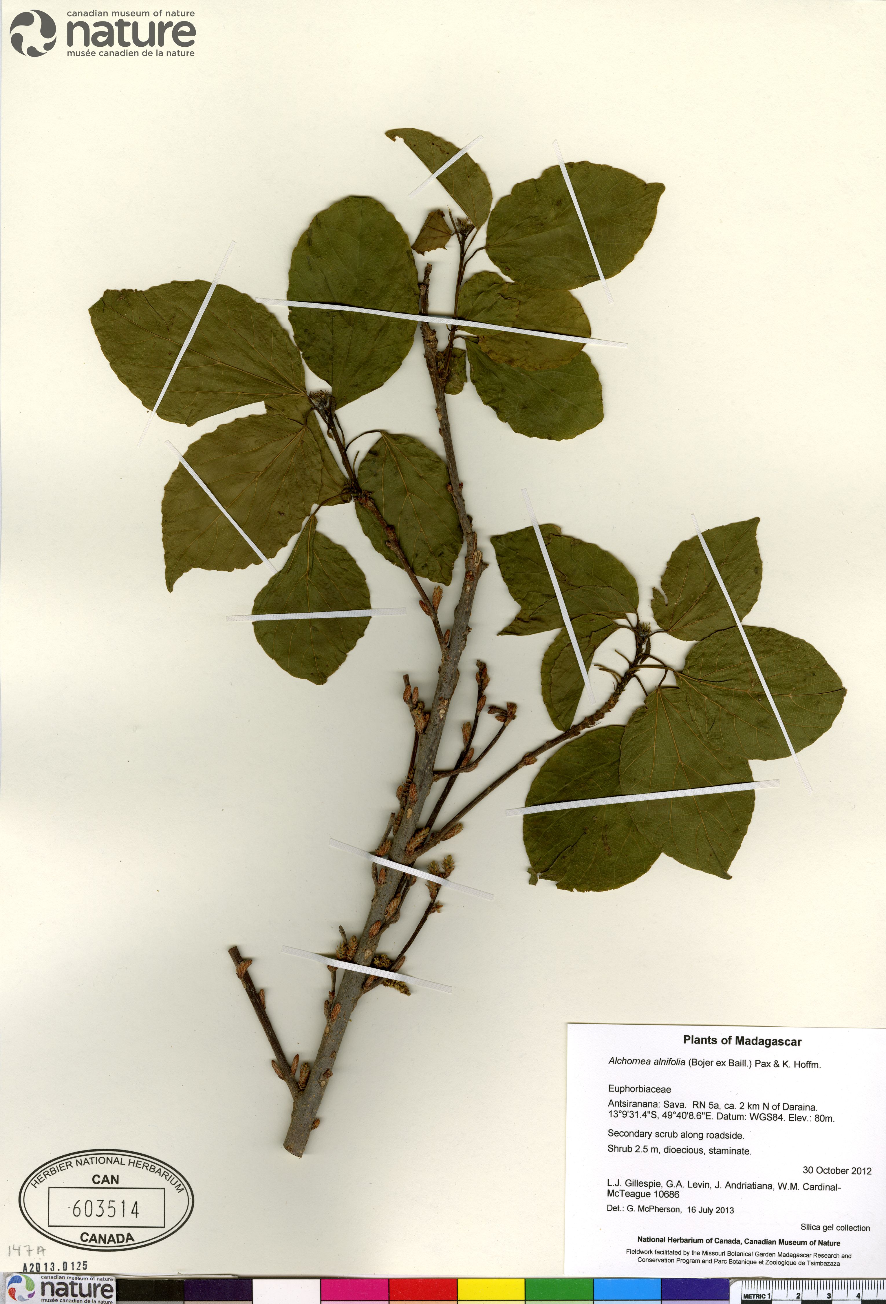 Alchornea alnifolia image
