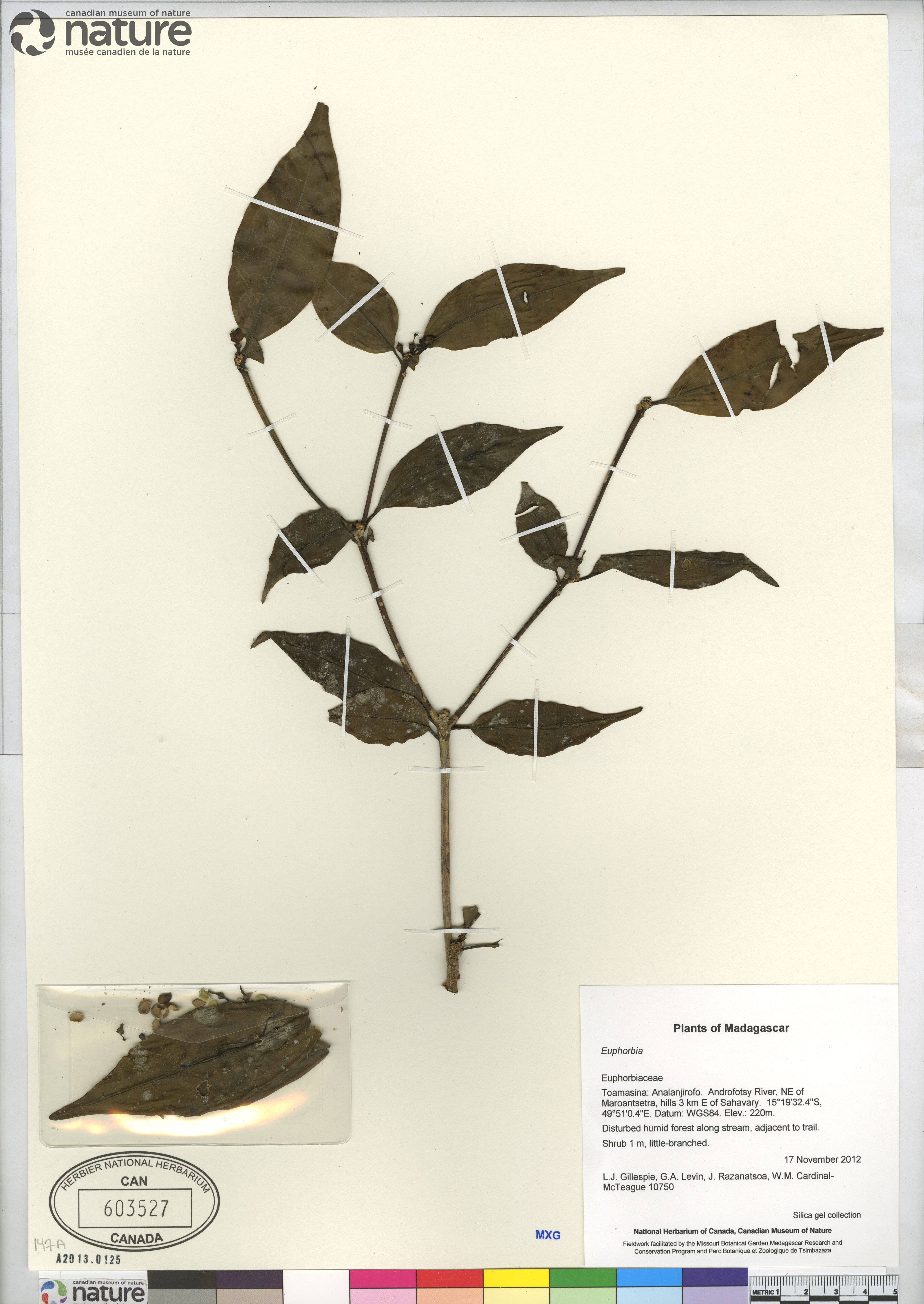 Euphorbia boivinii image