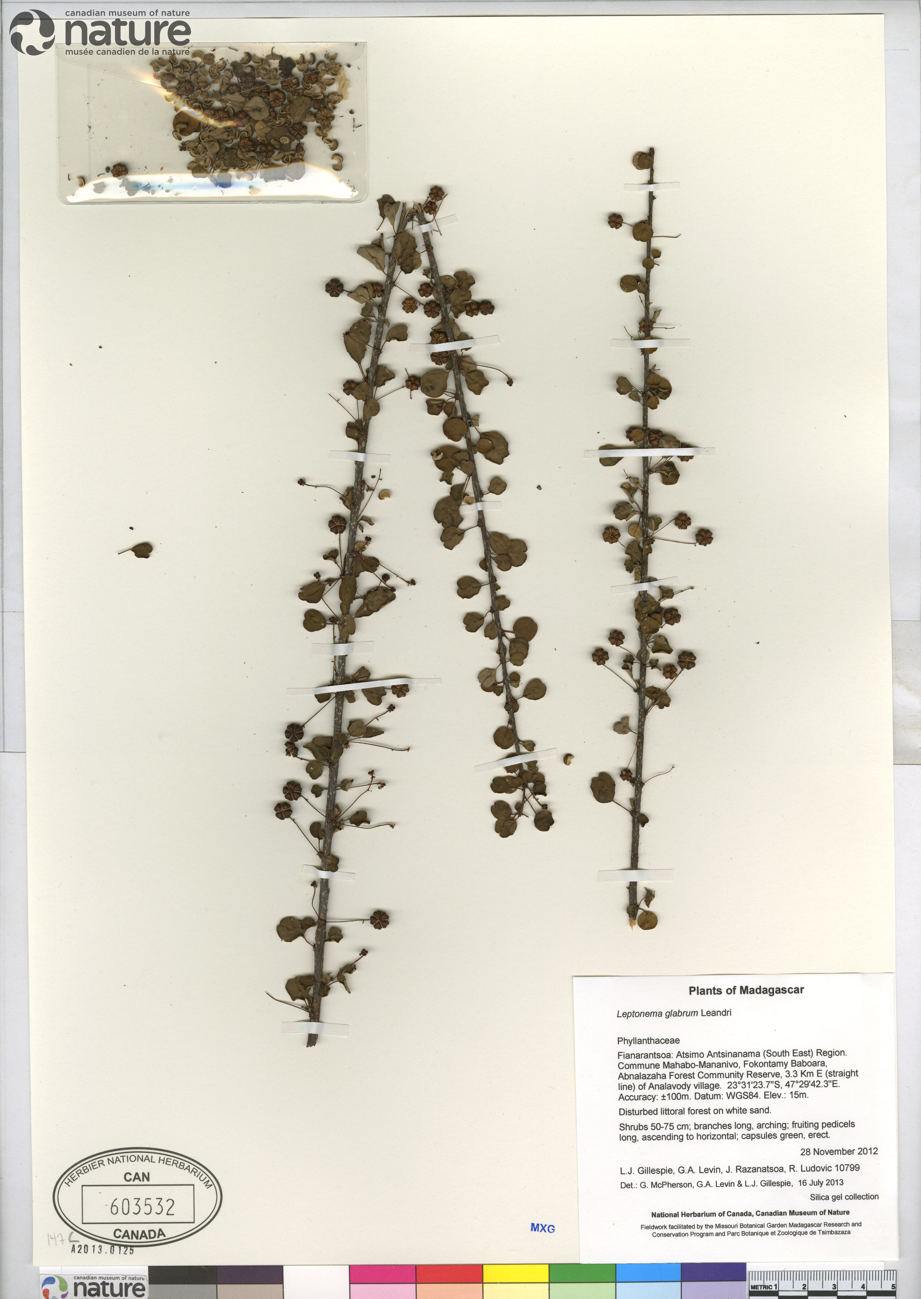 Leptonema glabrum image