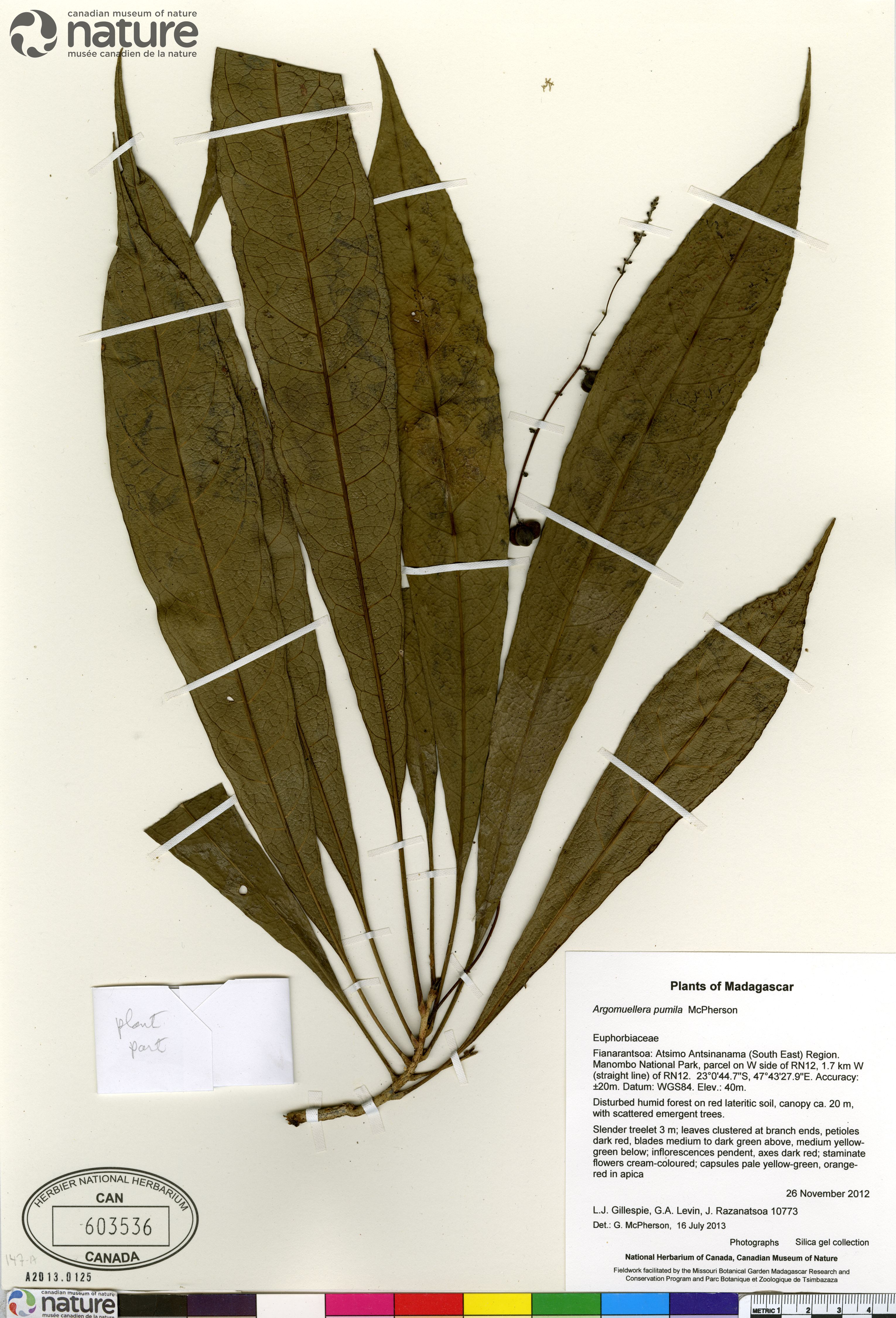 Argomuellera pumila image