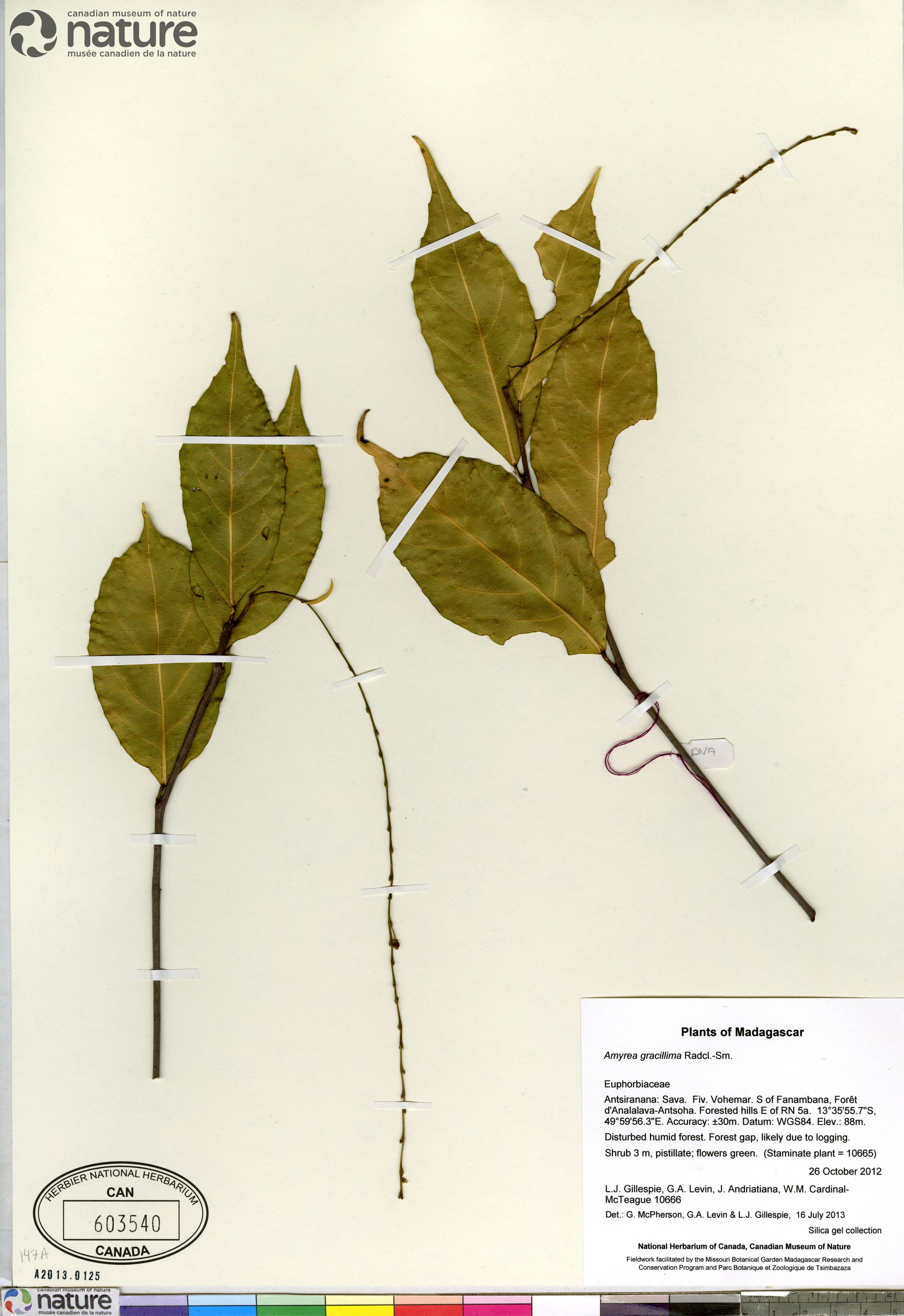 Amyrea gracillima image