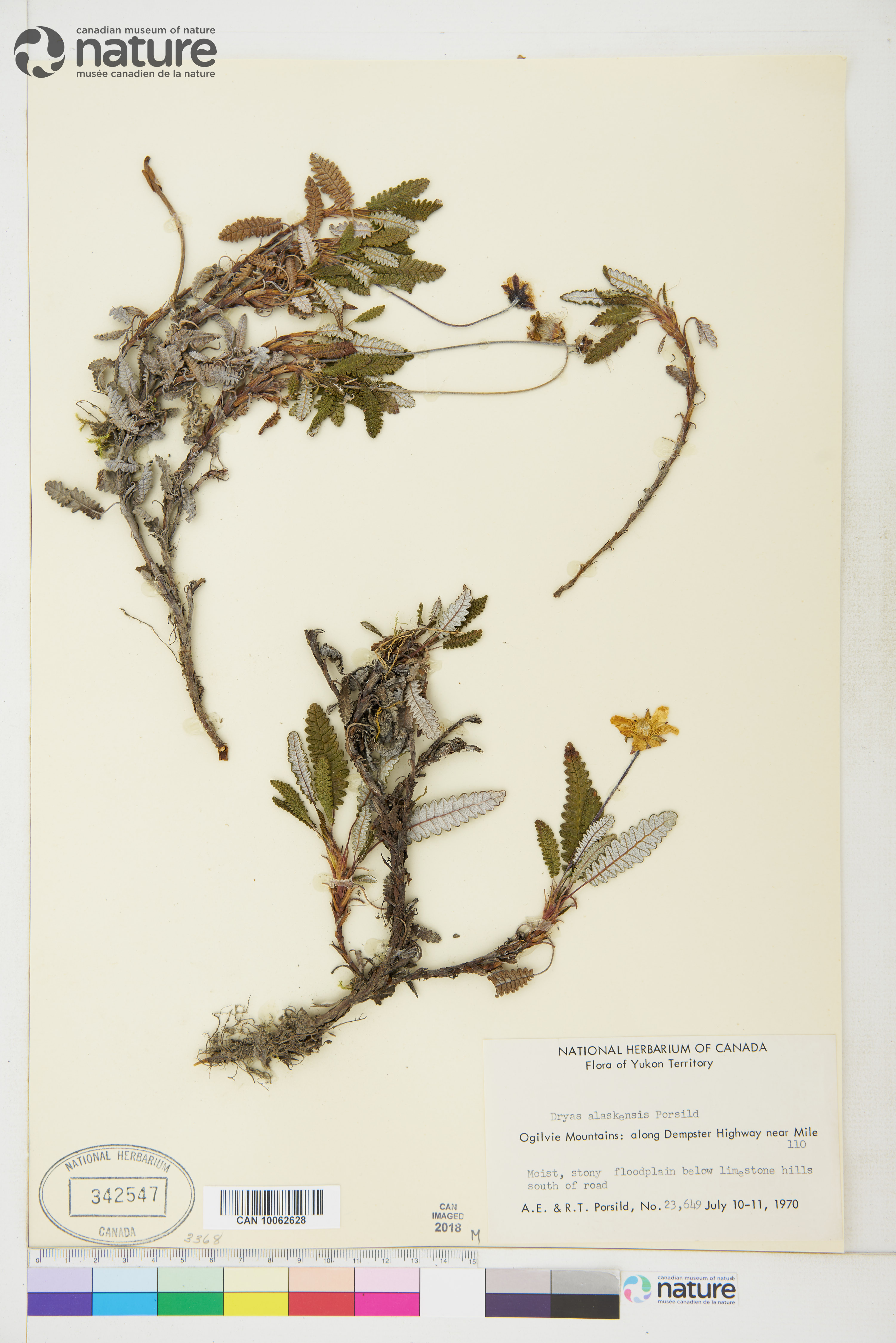 Dryas alaskensis image