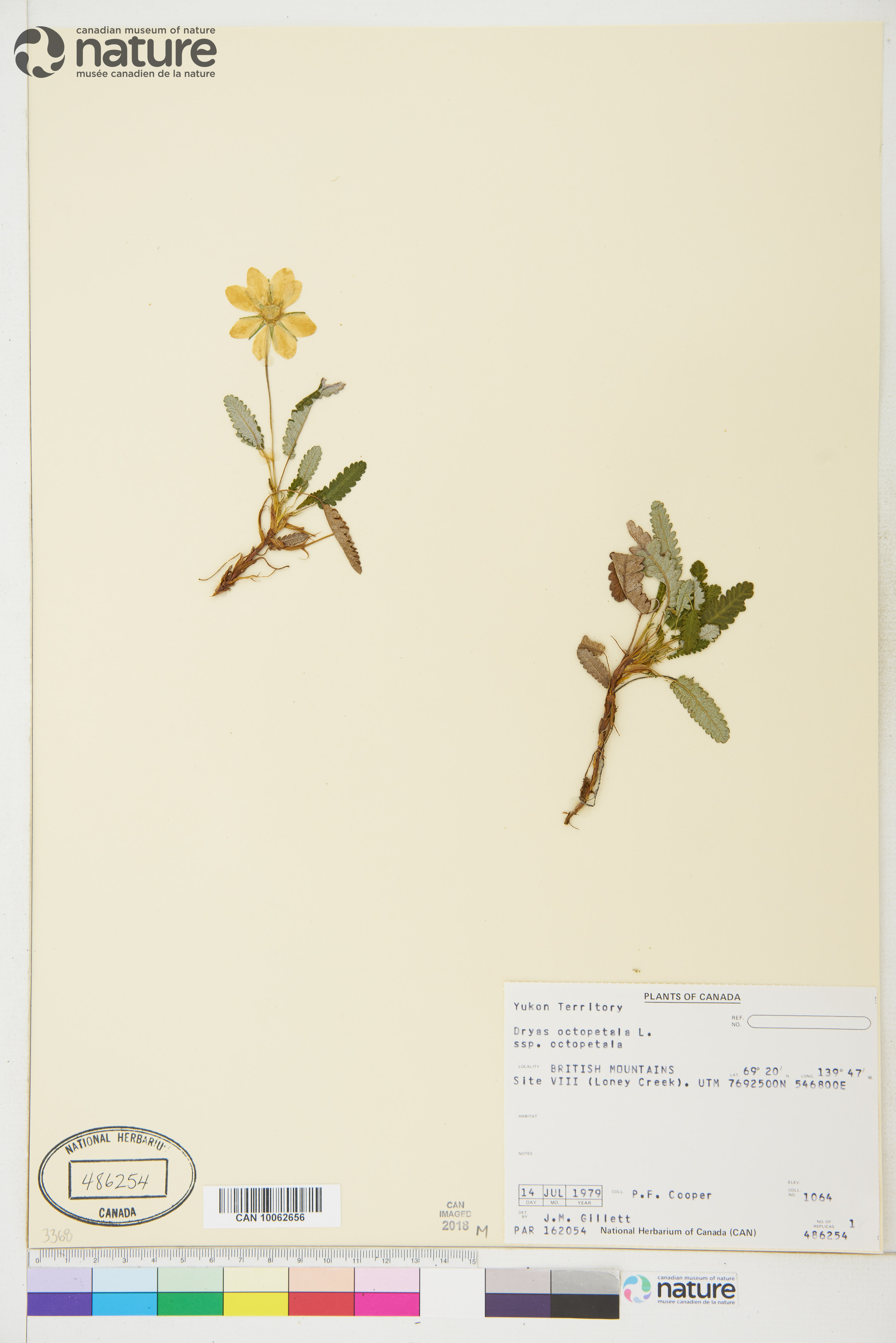 Dryas octopetala subsp. octopetala image
