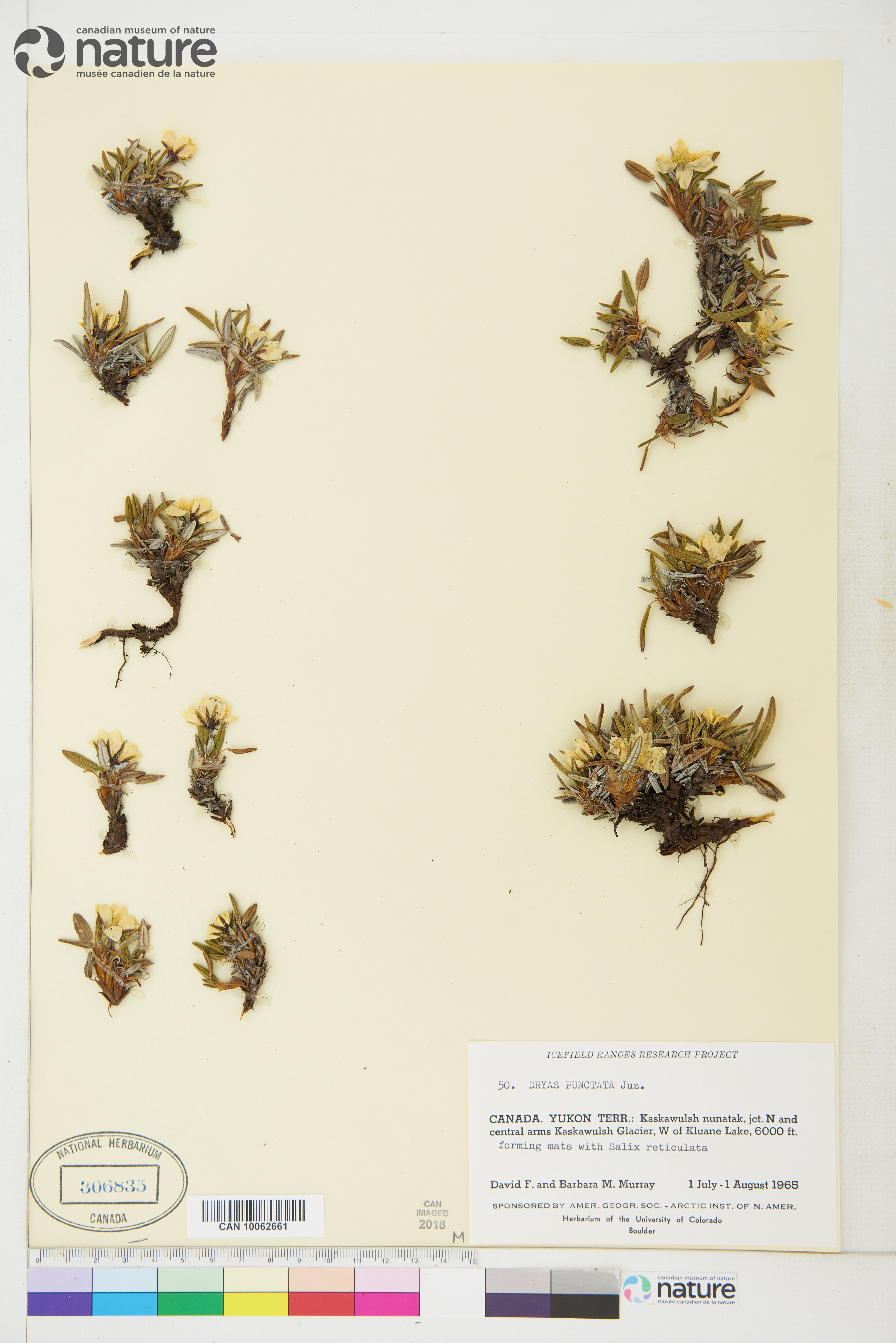 Dryas punctata image