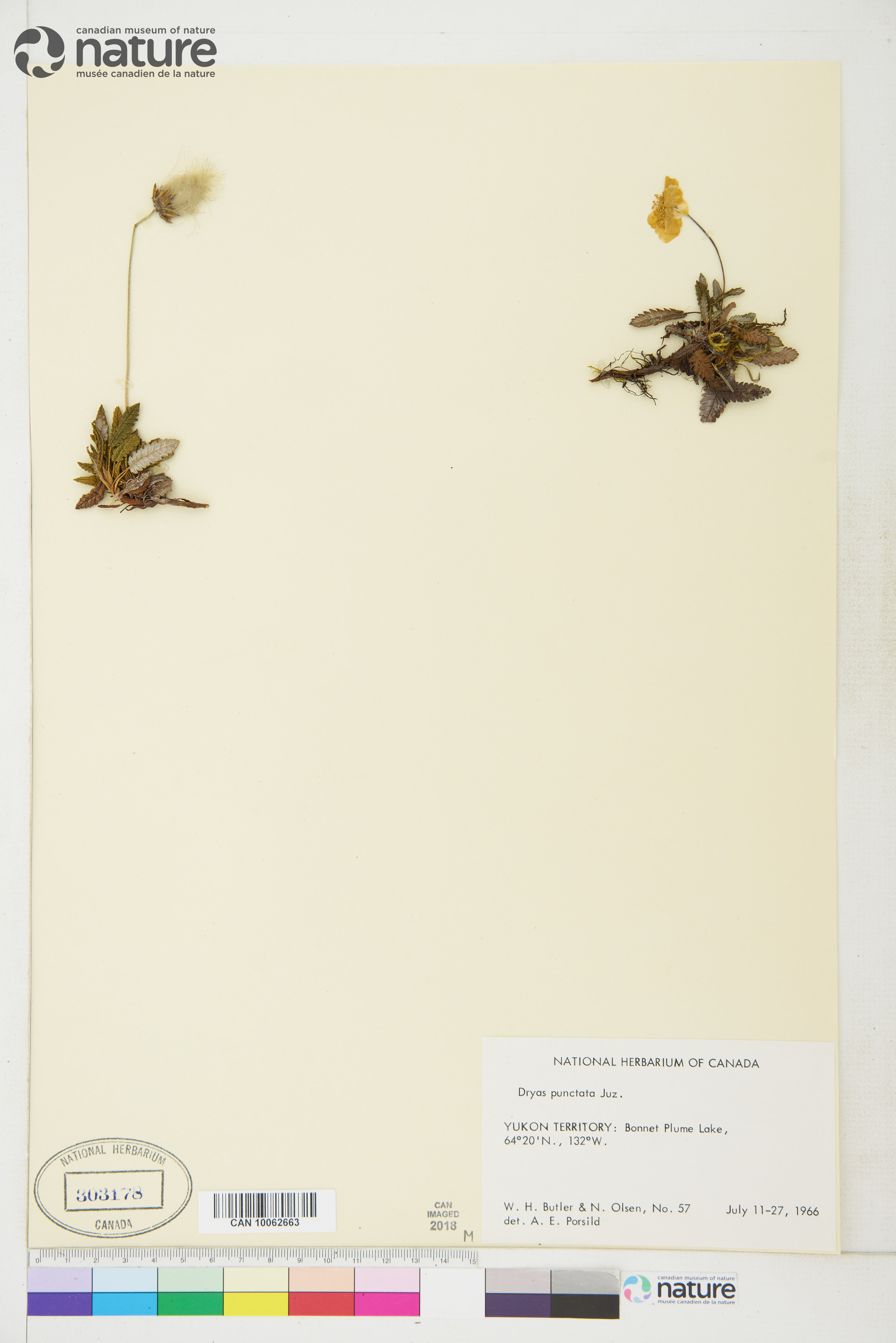 Dryas punctata image