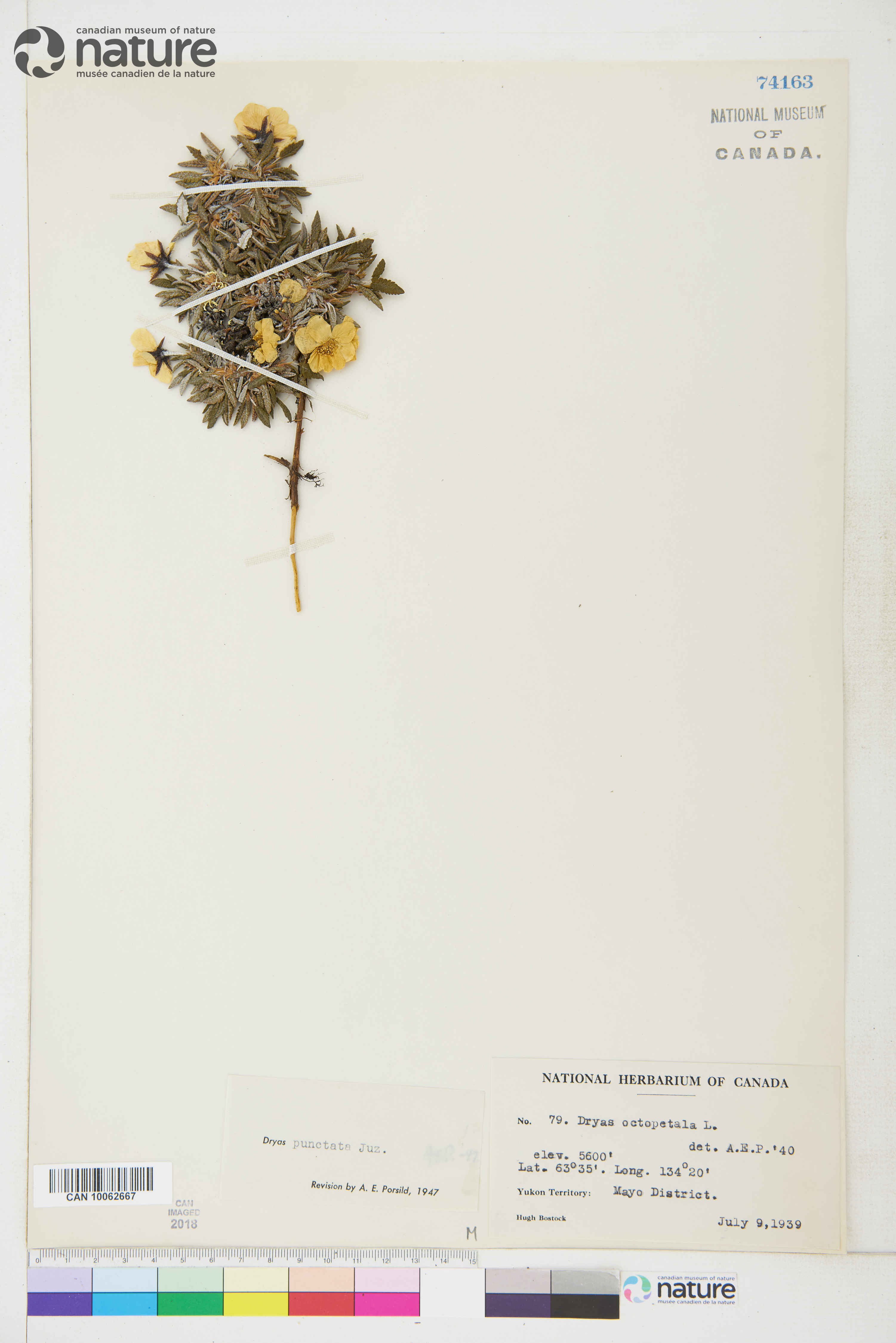 Dryas punctata image