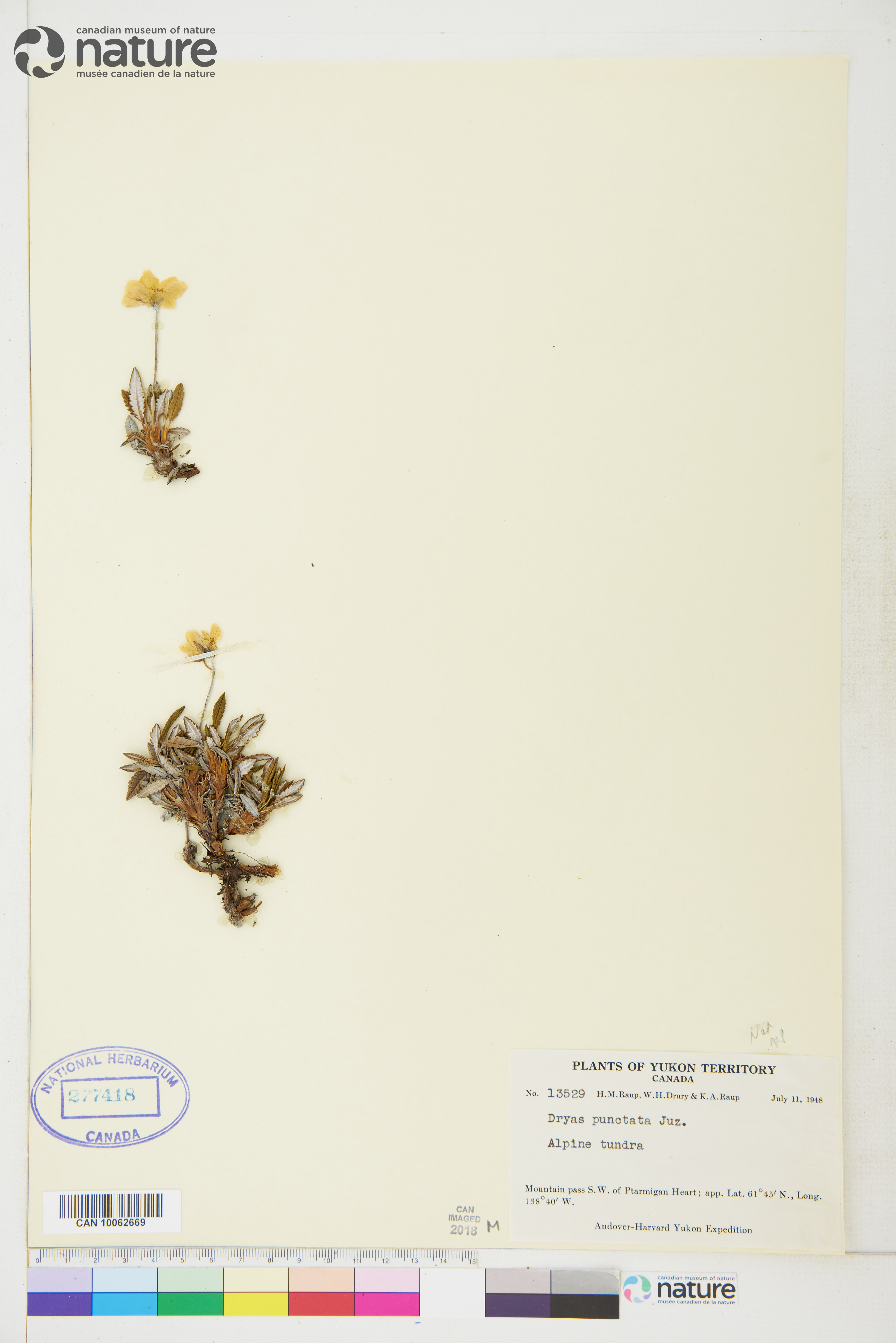 Dryas punctata image