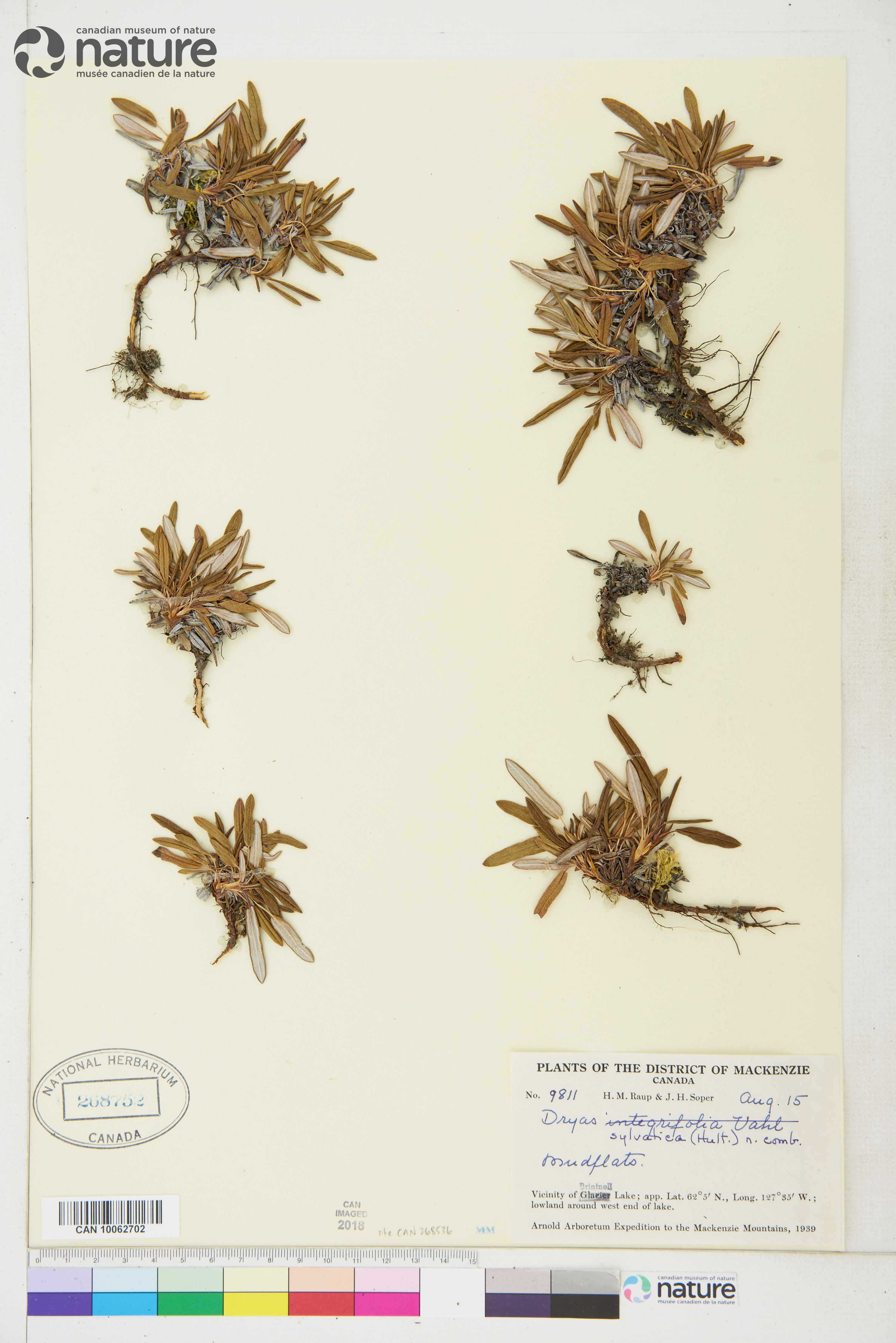 Dryas integrifolia subsp. sylvatica image