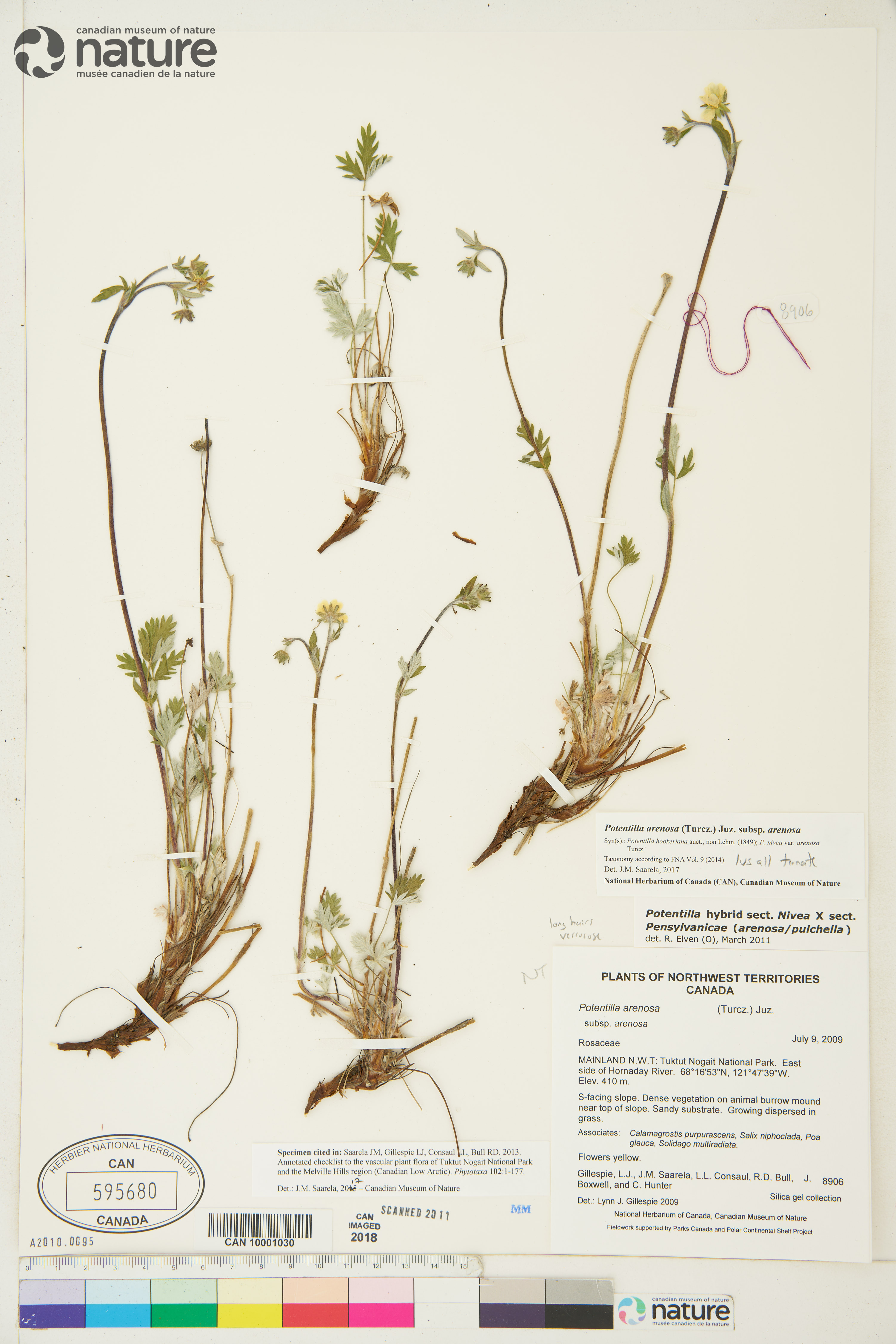 Potentilla arenosa image
