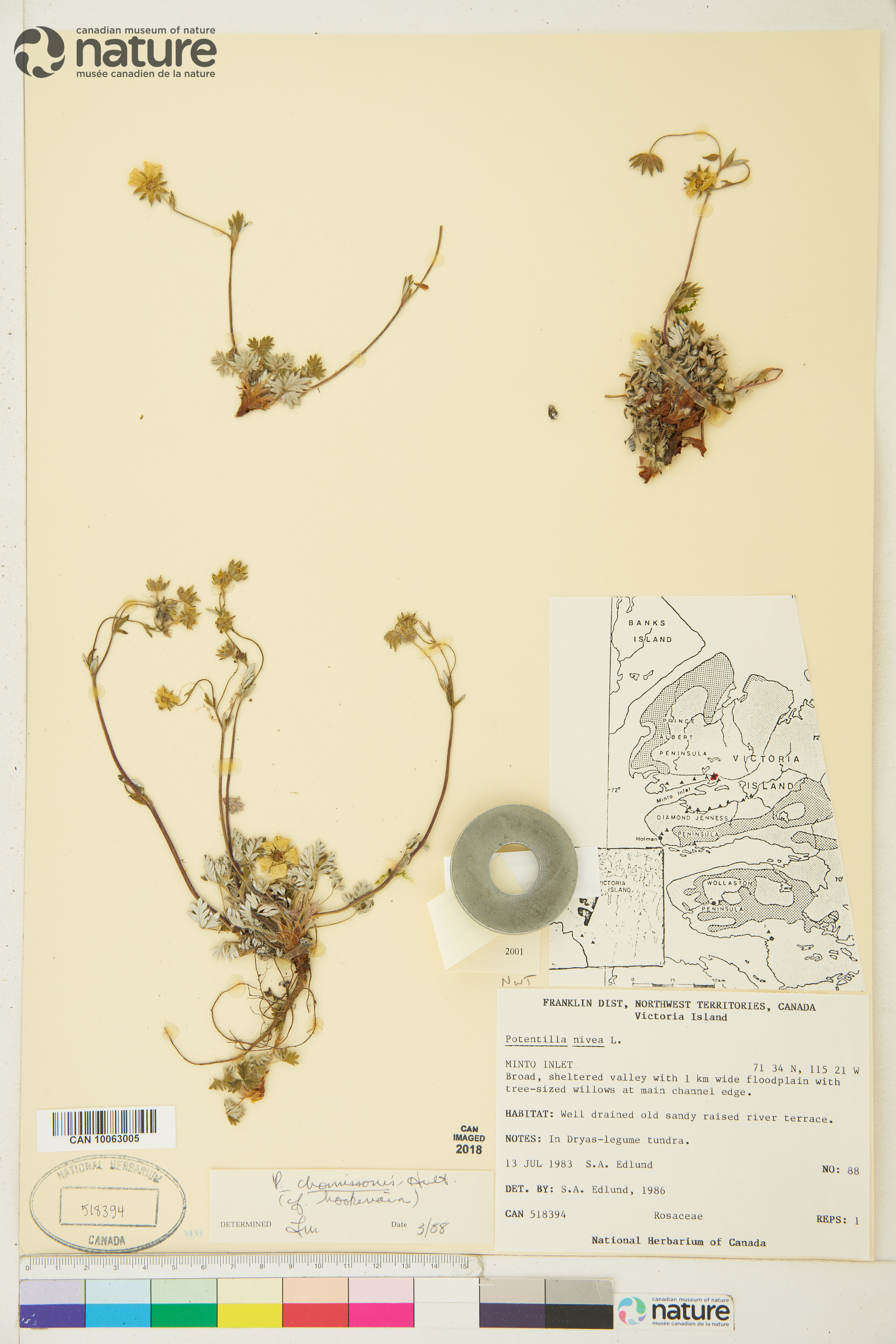 Potentilla arenosa image