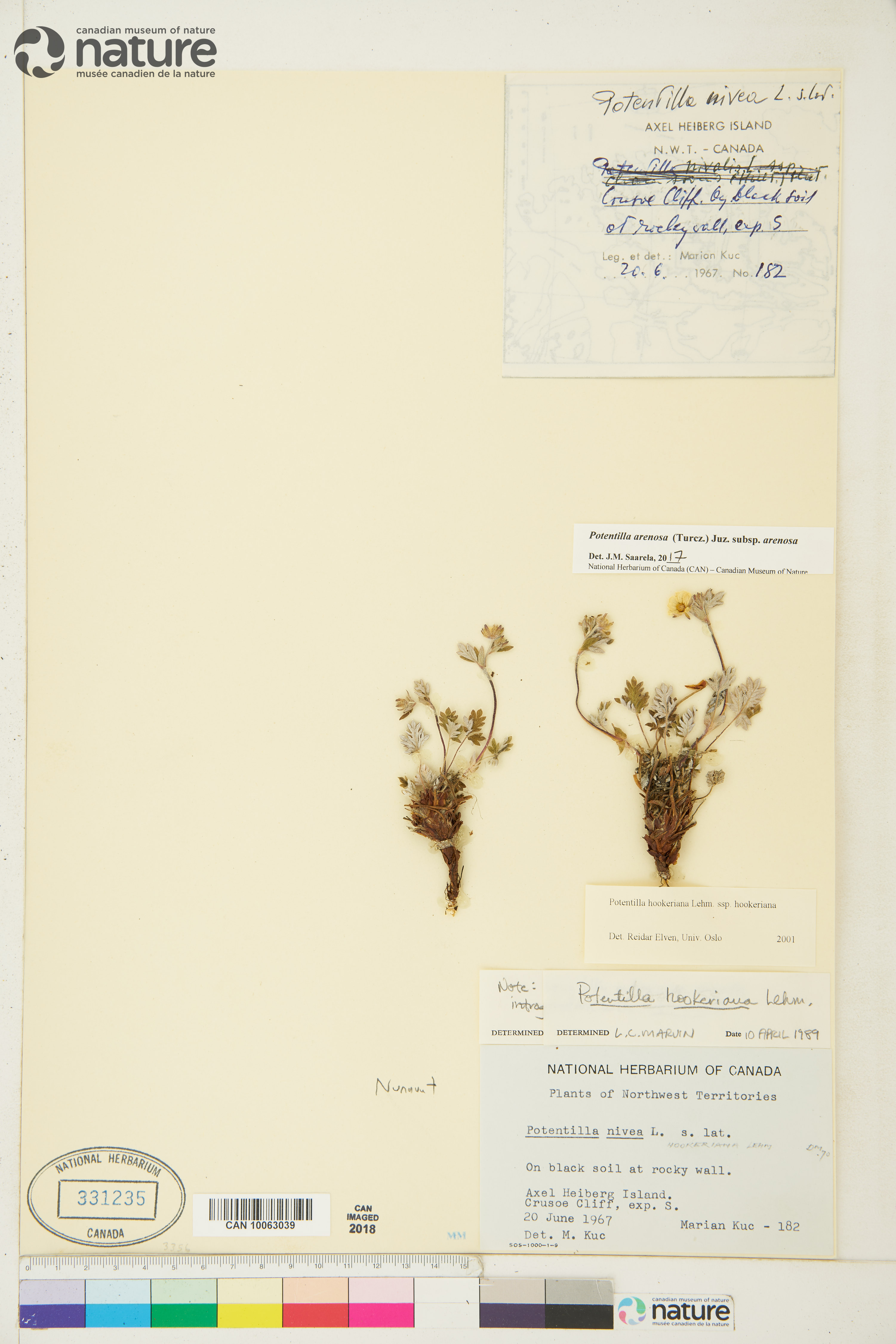 Potentilla arenosa image