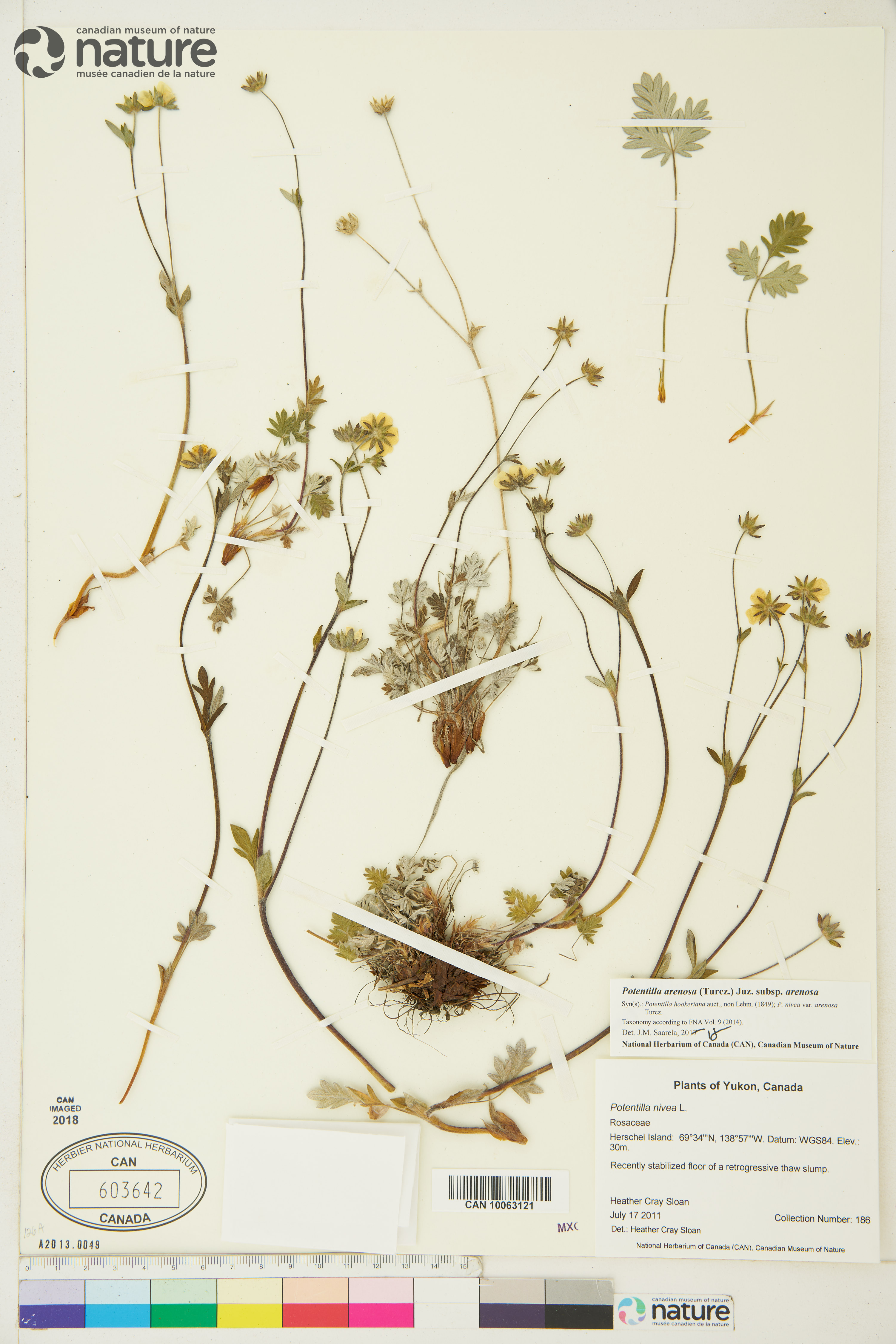 Potentilla arenosa image