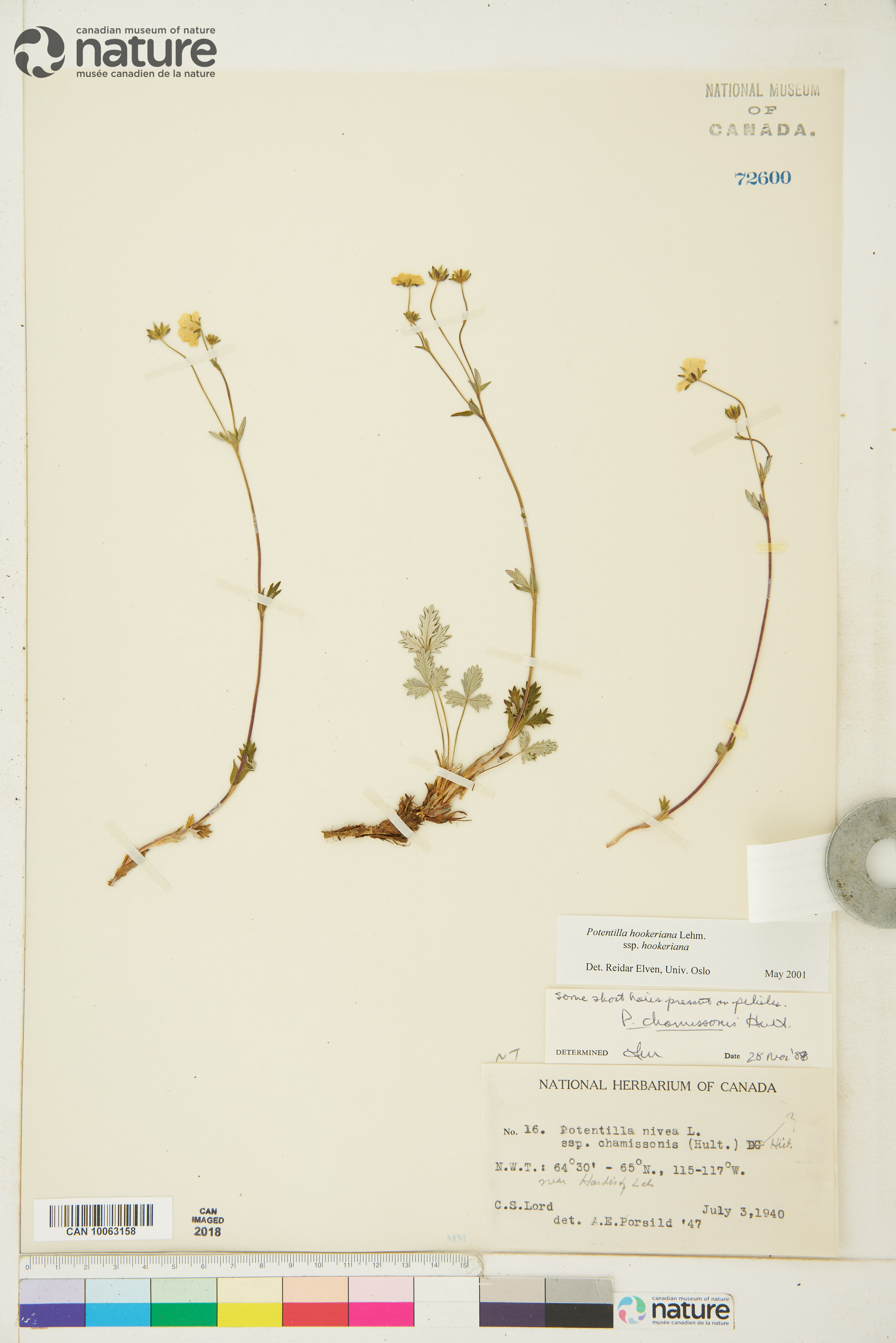 Potentilla arenosa subsp. arenosa image