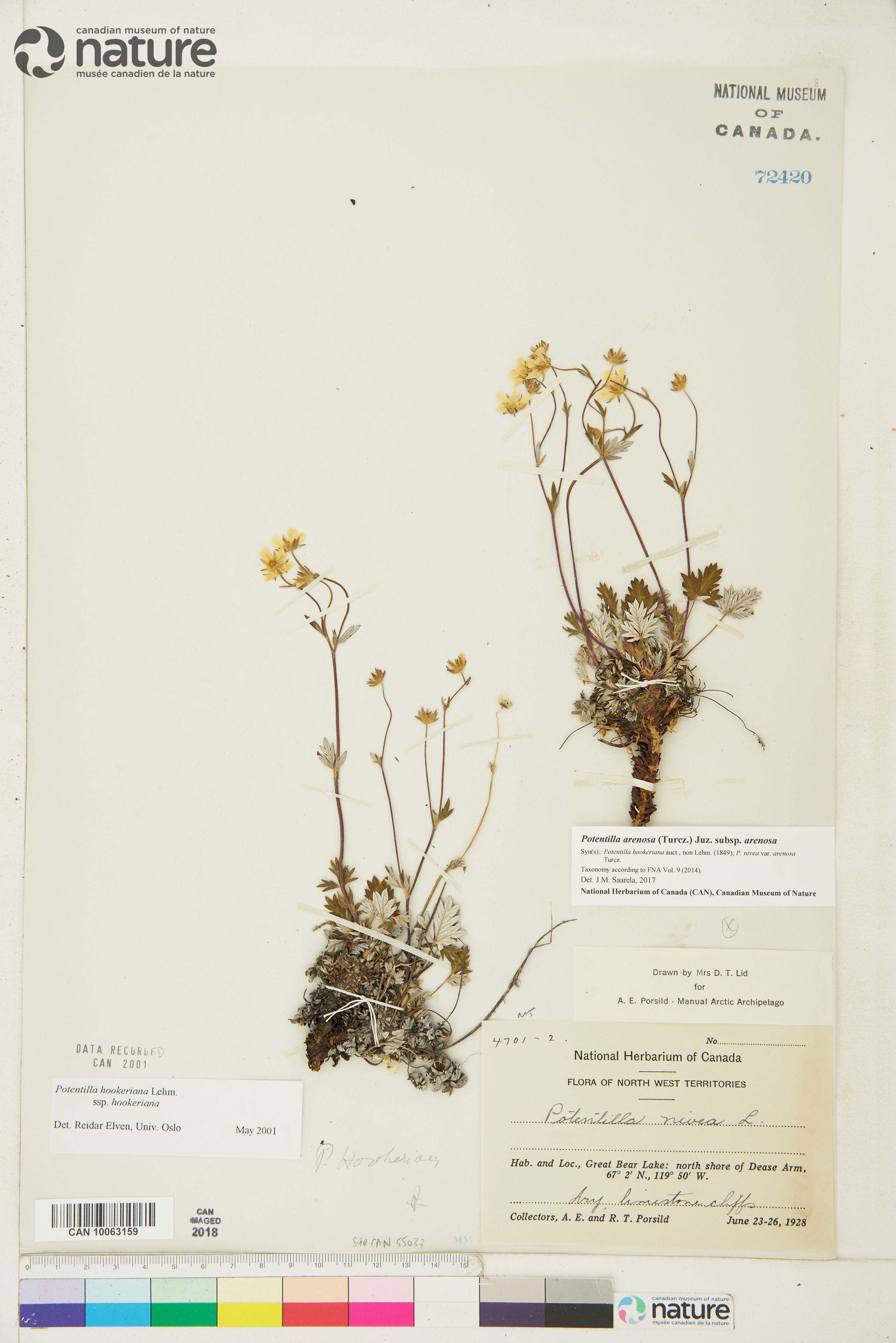 Potentilla arenosa image