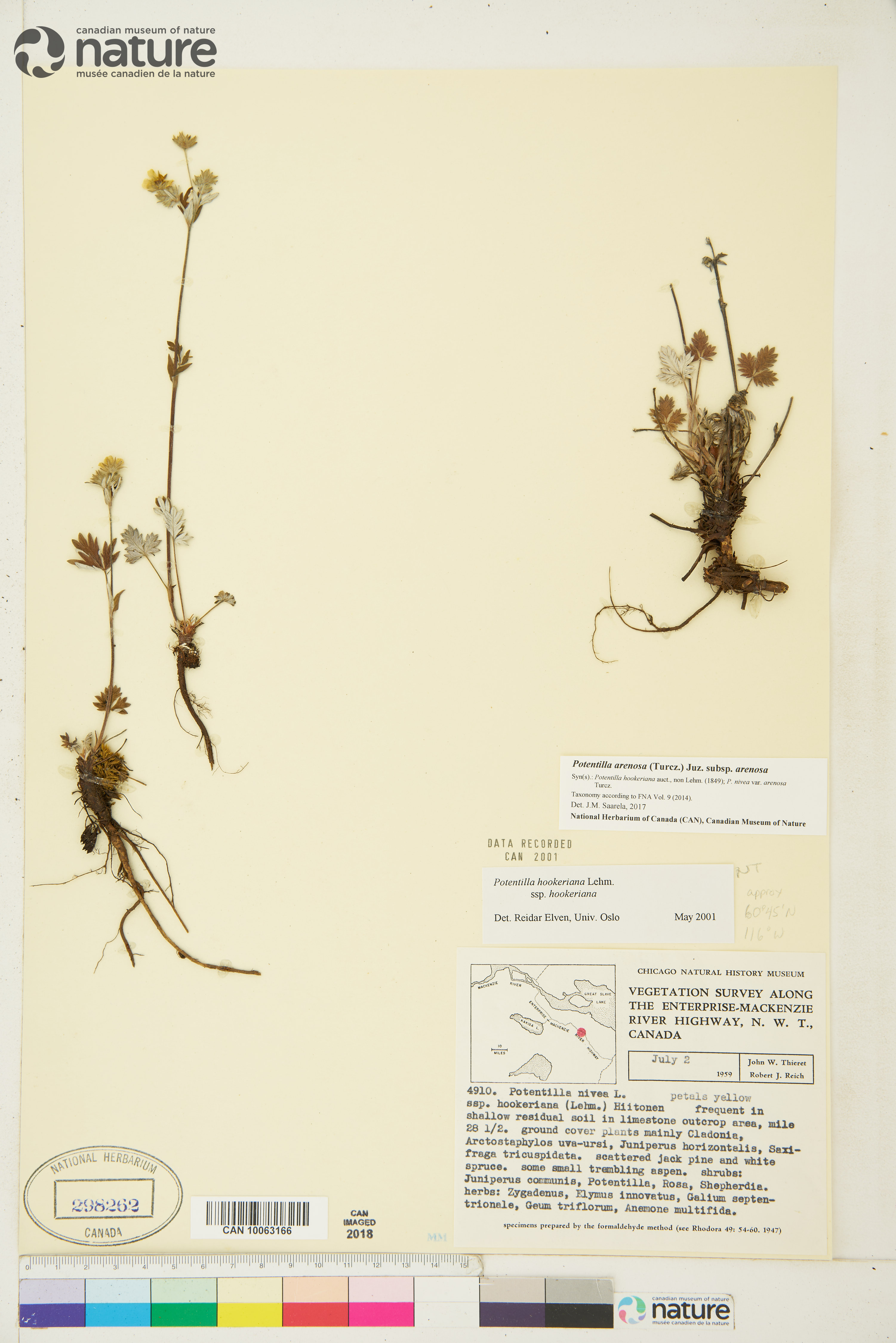 Potentilla arenosa subsp. arenosa image