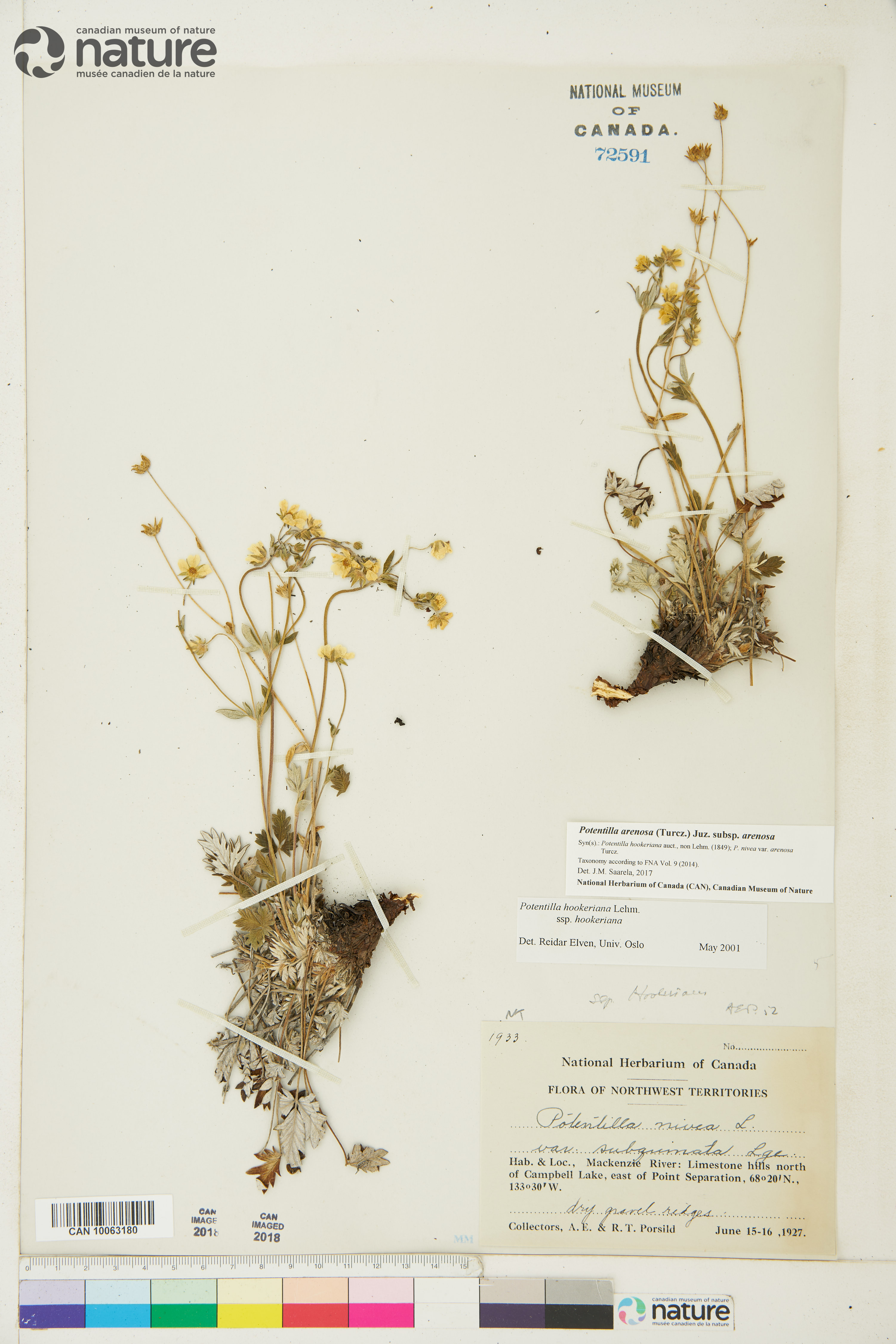 Potentilla arenosa image