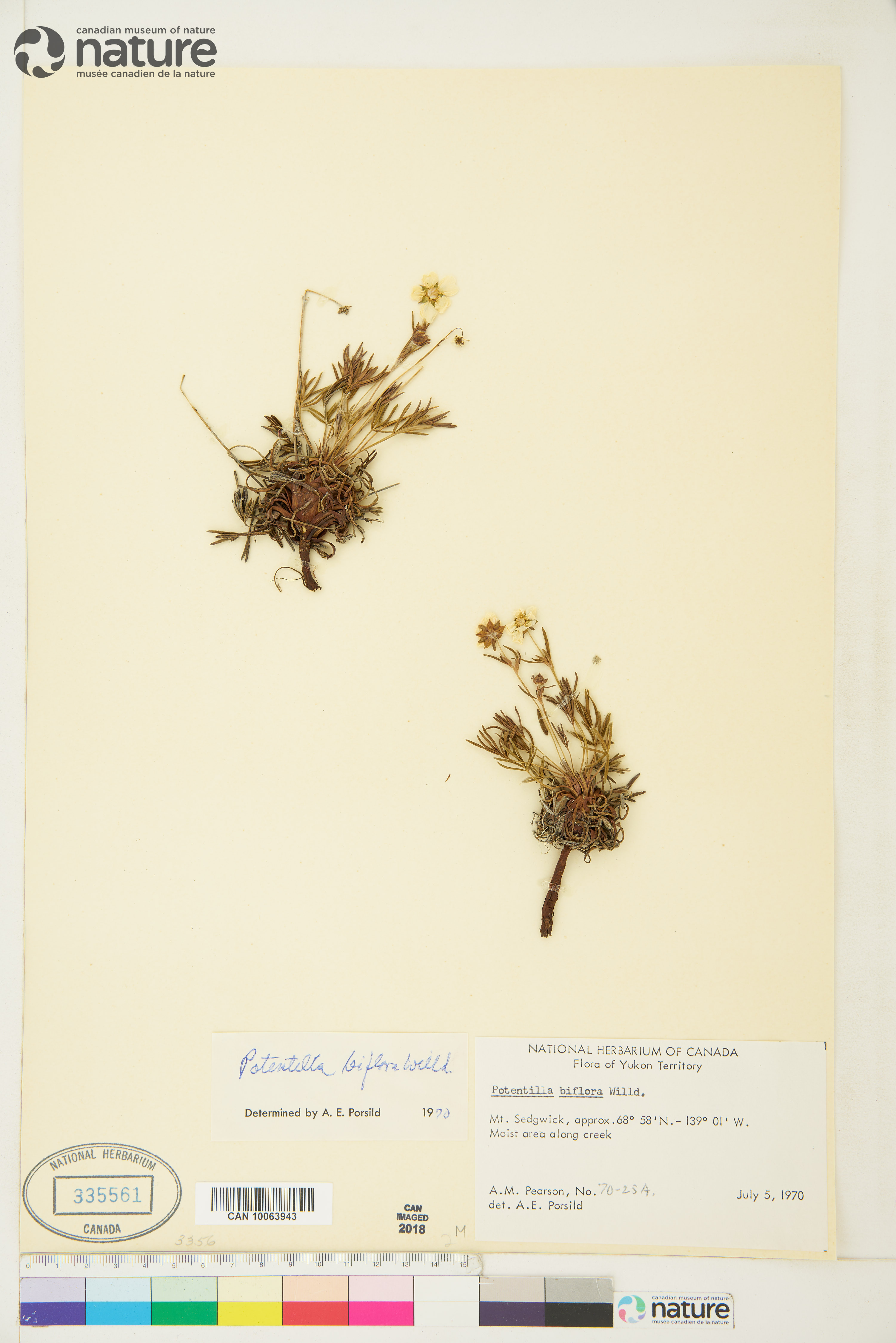 Potentilla biflora image