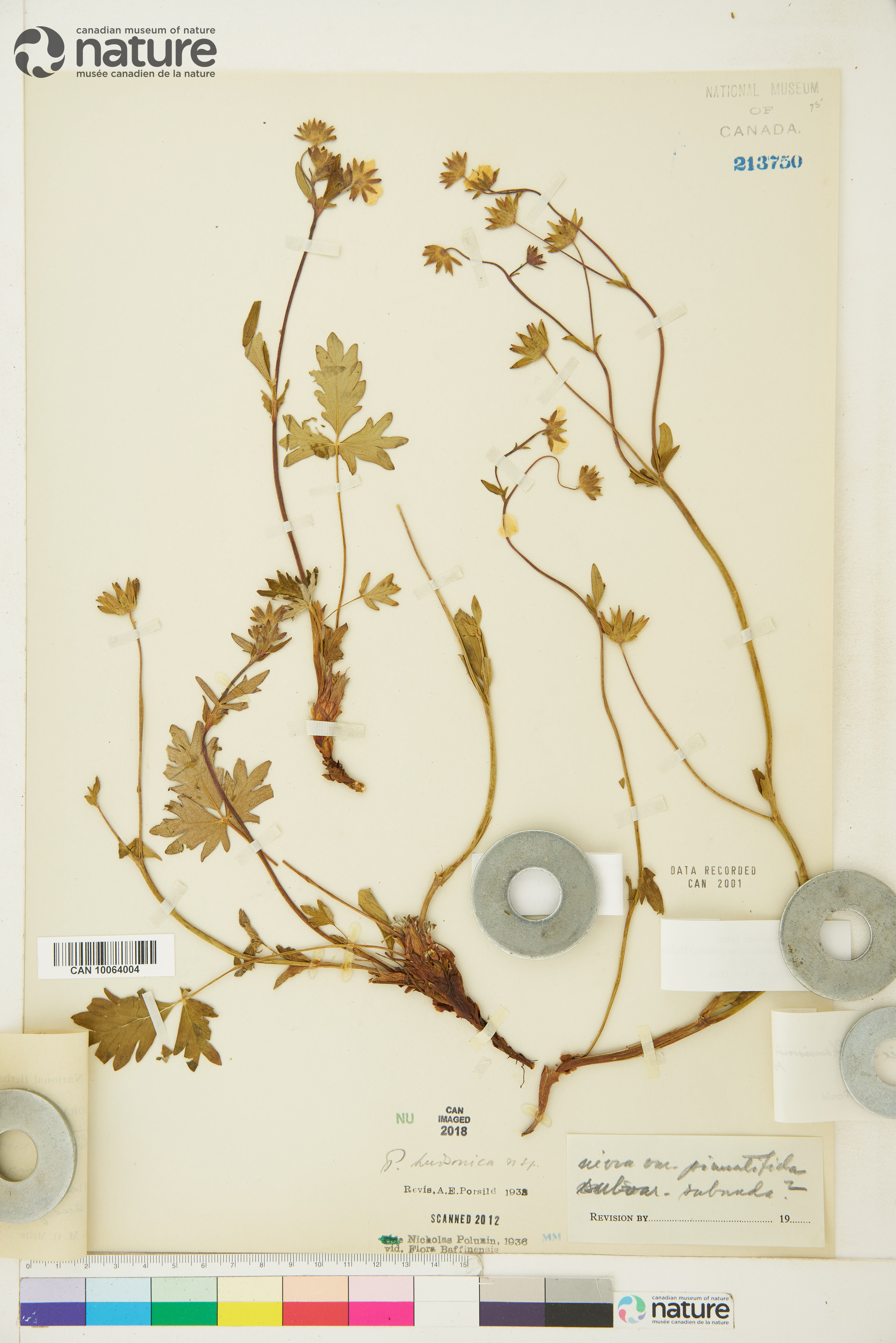 Potentilla arenosa subsp. chamissonis image