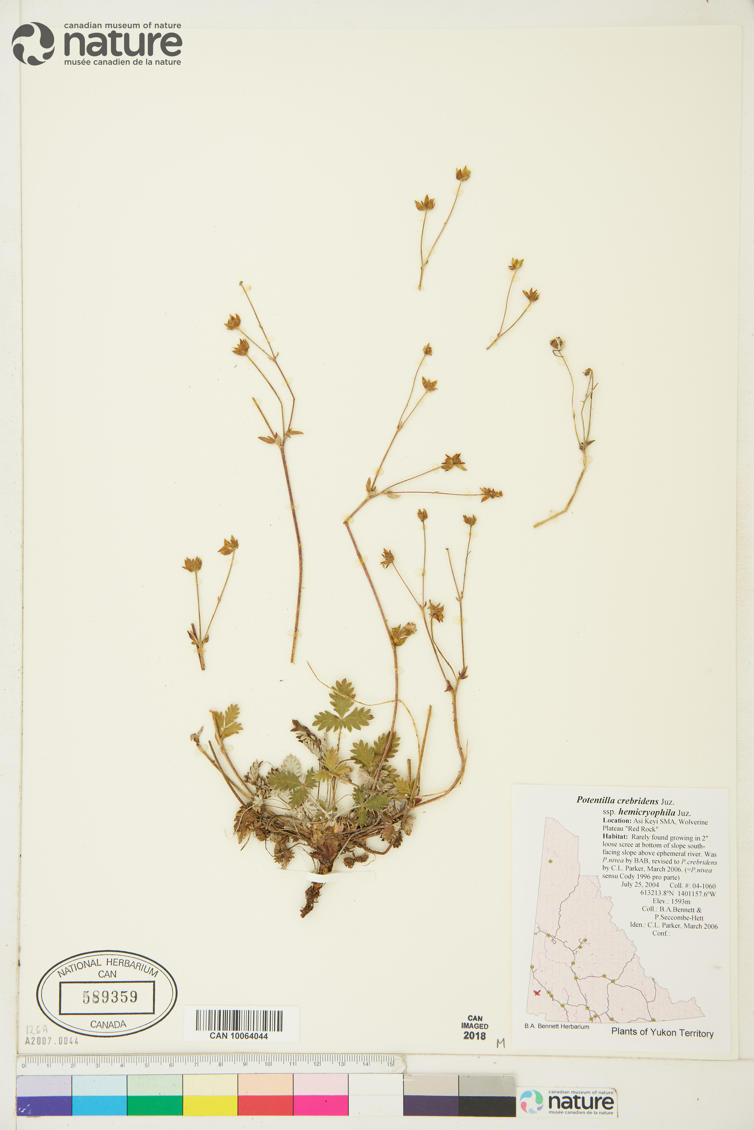 Potentilla crebridens subsp. hemicryophila image