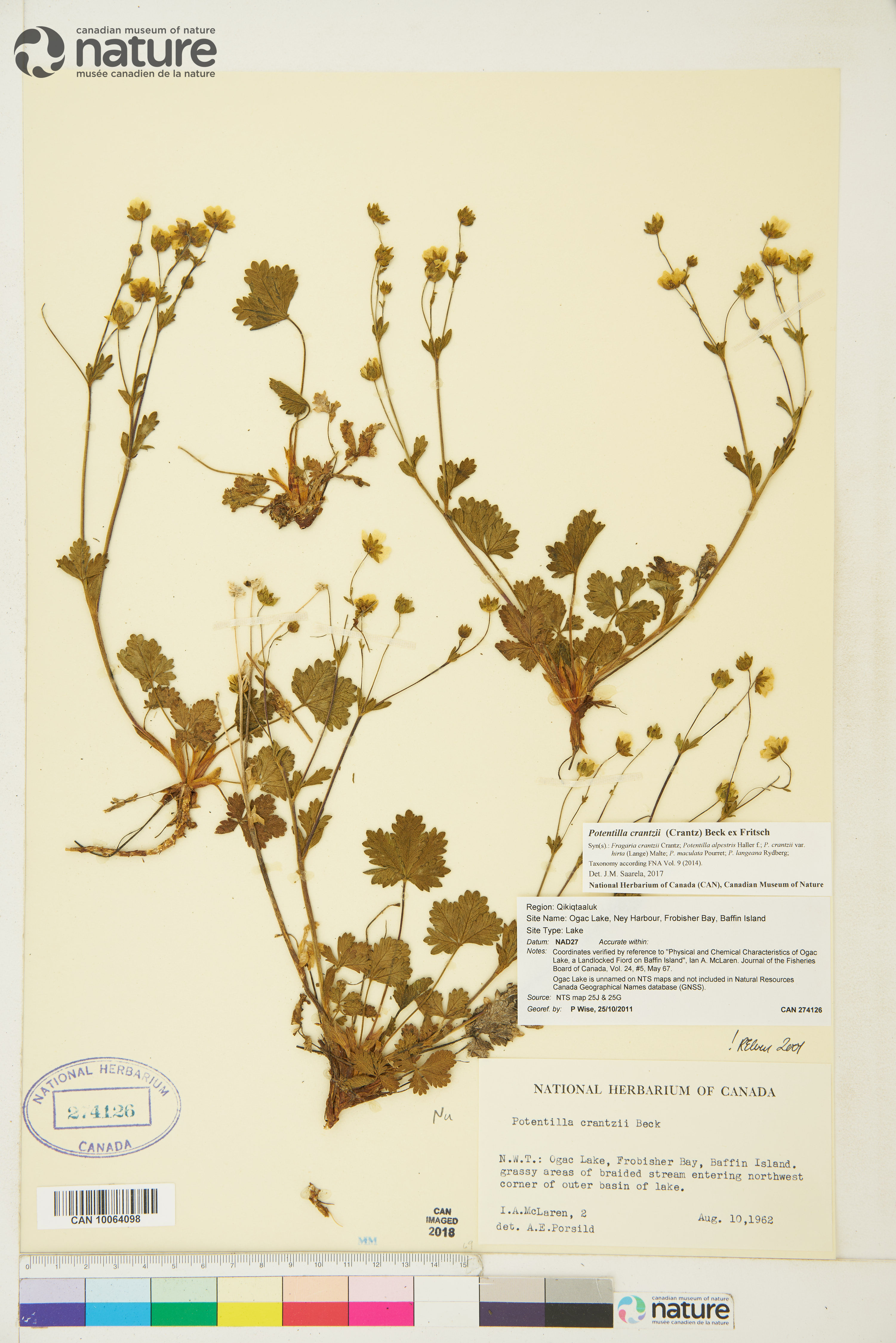 Potentilla crantzii image