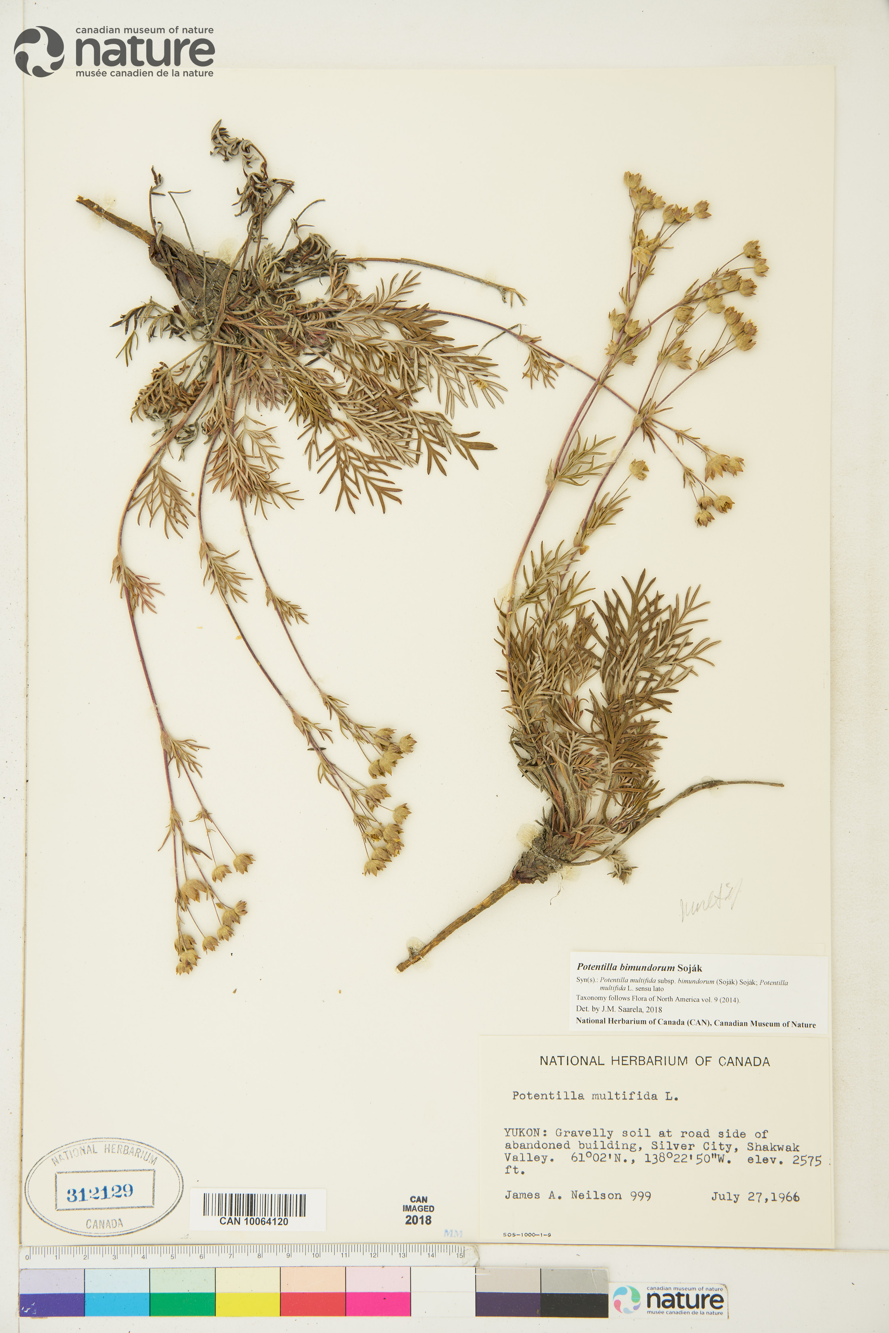 Potentilla bimundorum image