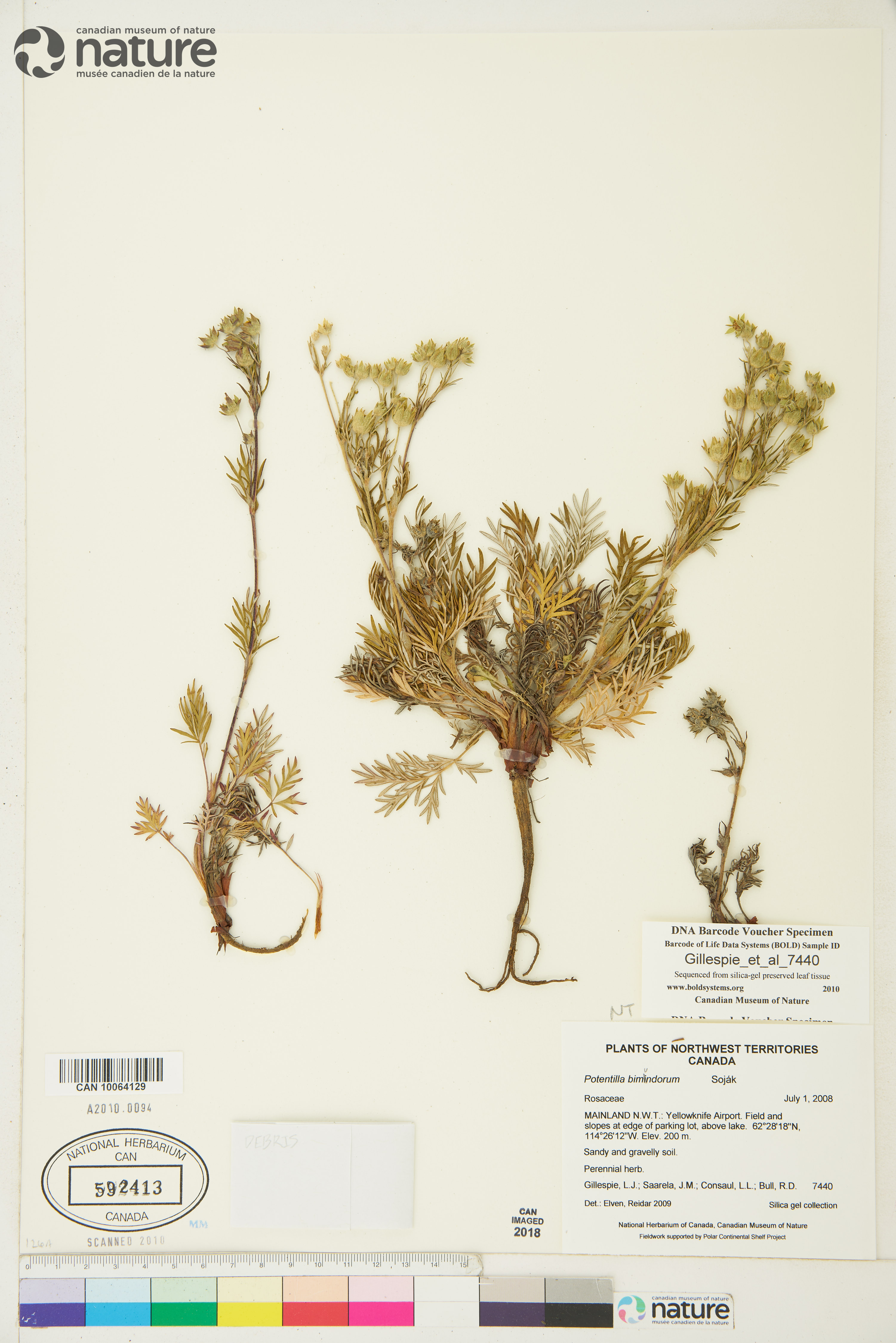 Potentilla bimundorum image
