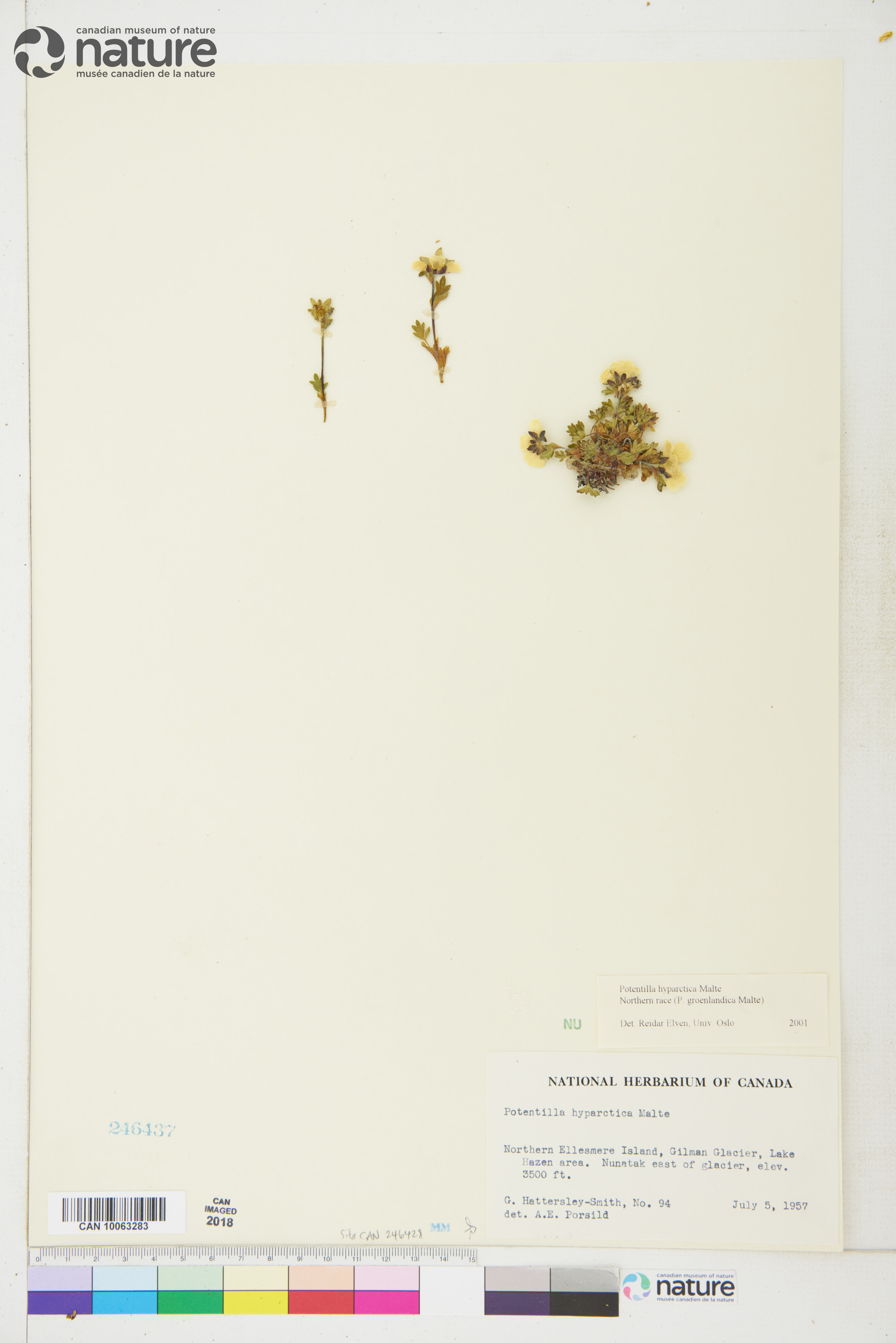 Potentilla hyparctica subsp. hyparctica image