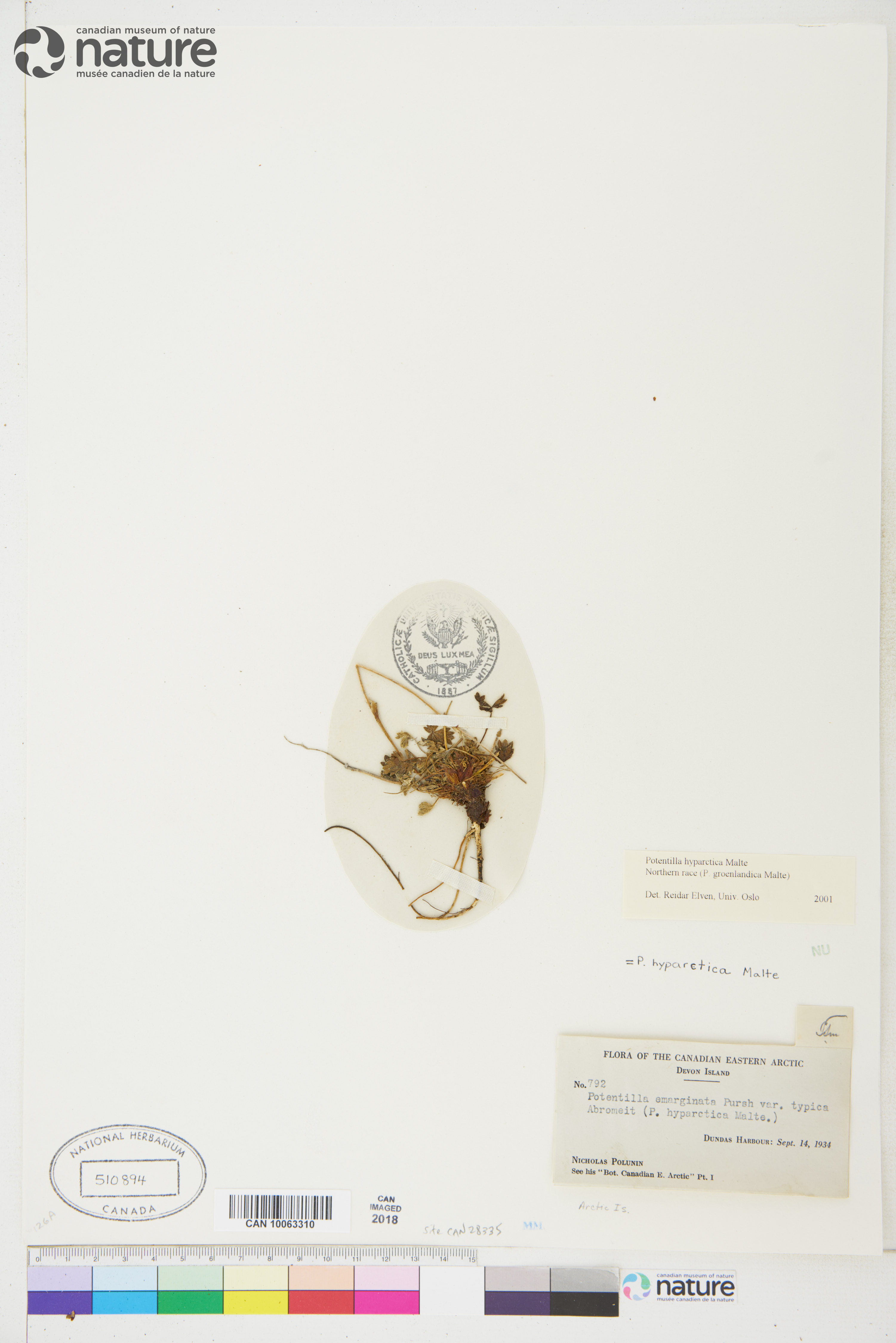 Potentilla hyparctica image