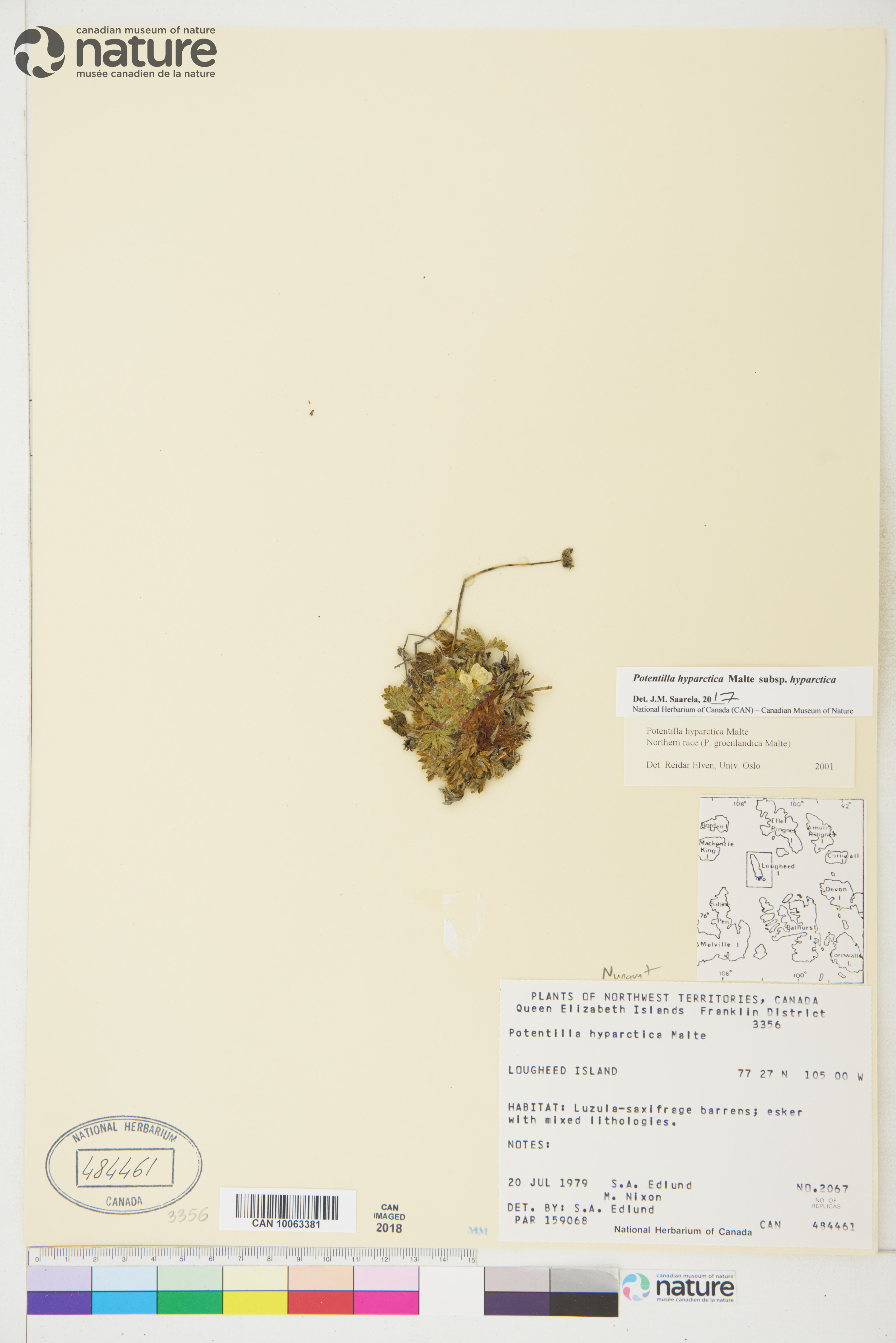 Potentilla hyparctica subsp. hyparctica image