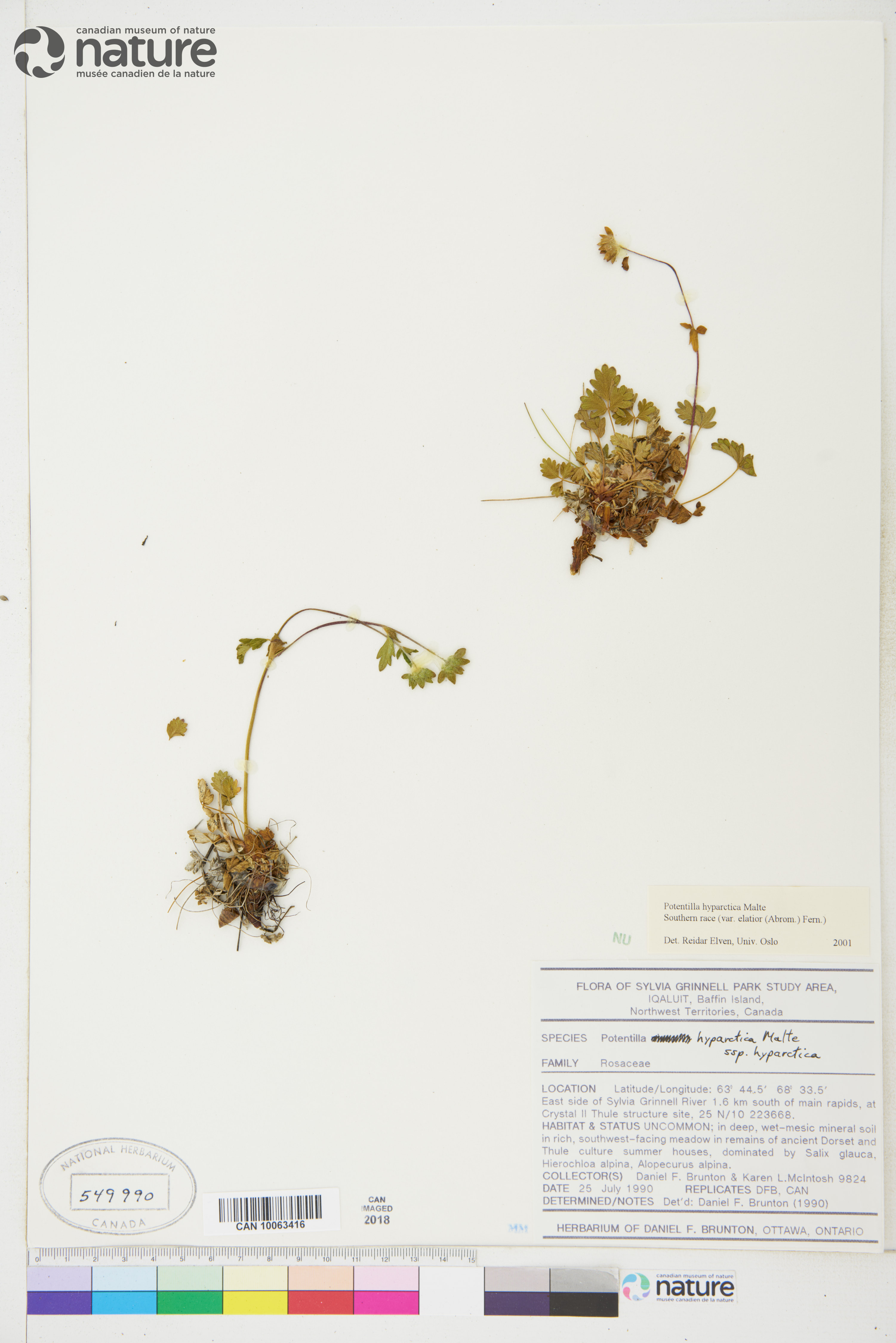 Potentilla hyparctica subsp. elatior image
