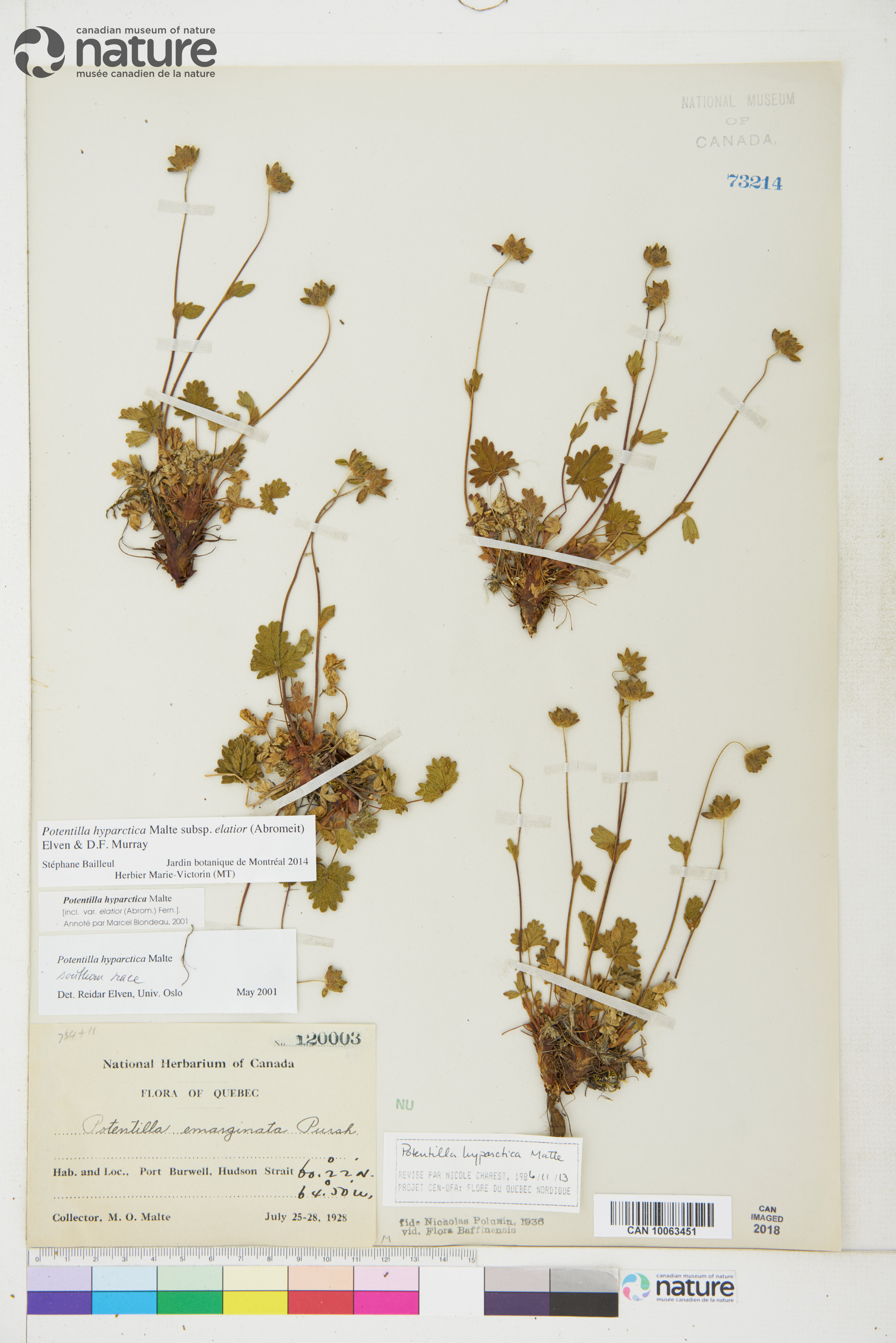Potentilla hyparctica image