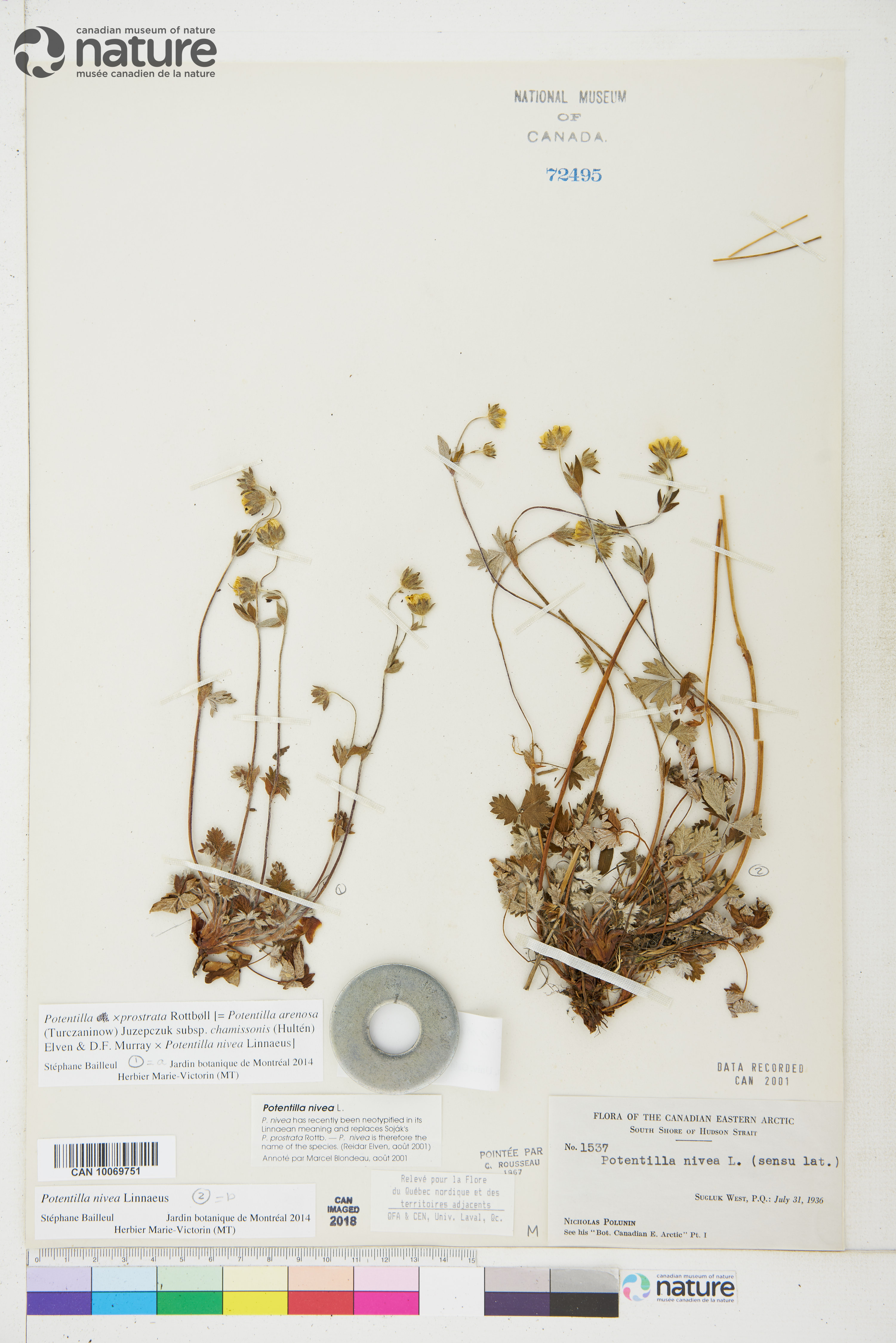 Potentilla prostrata image