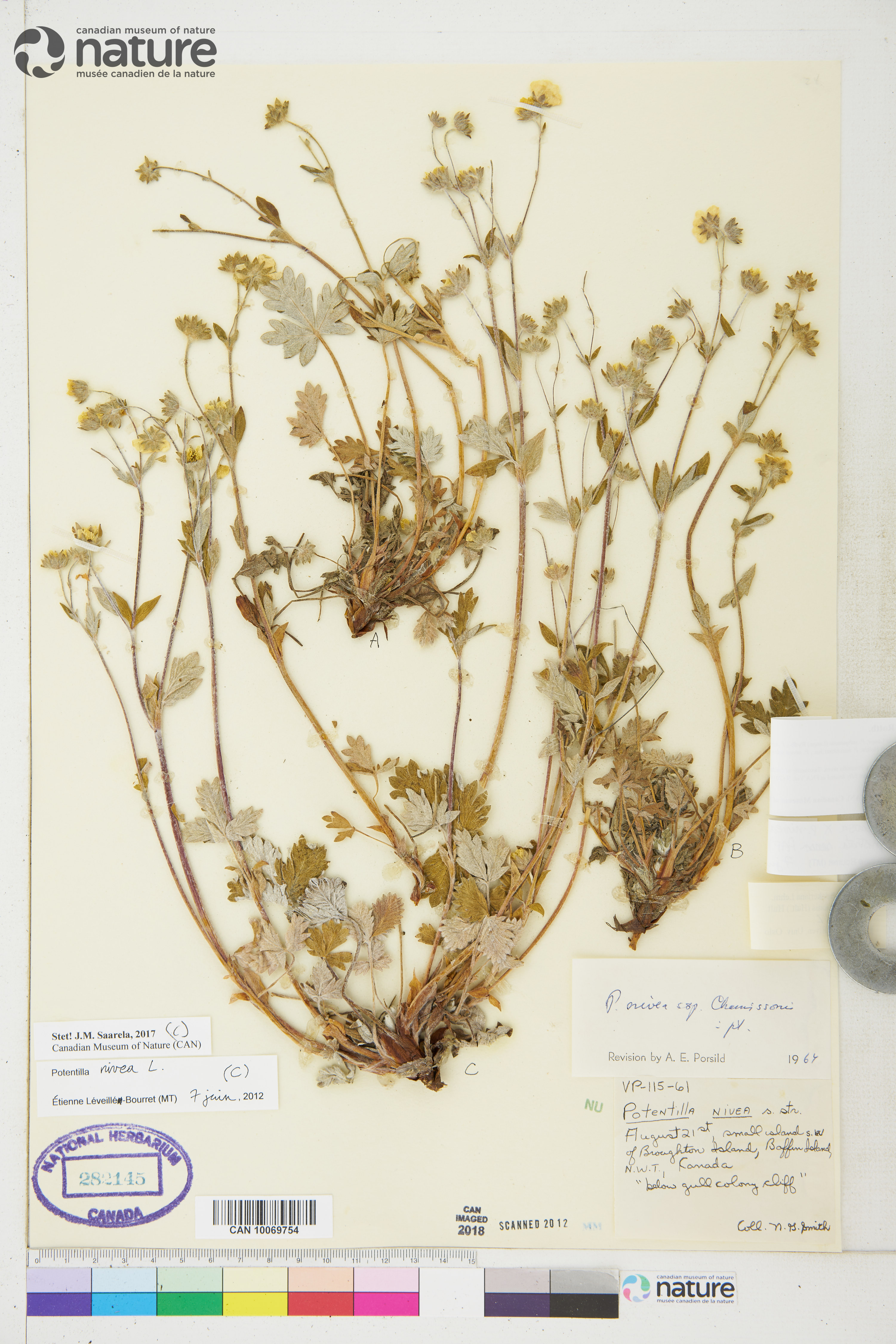 Potentilla prostrata image