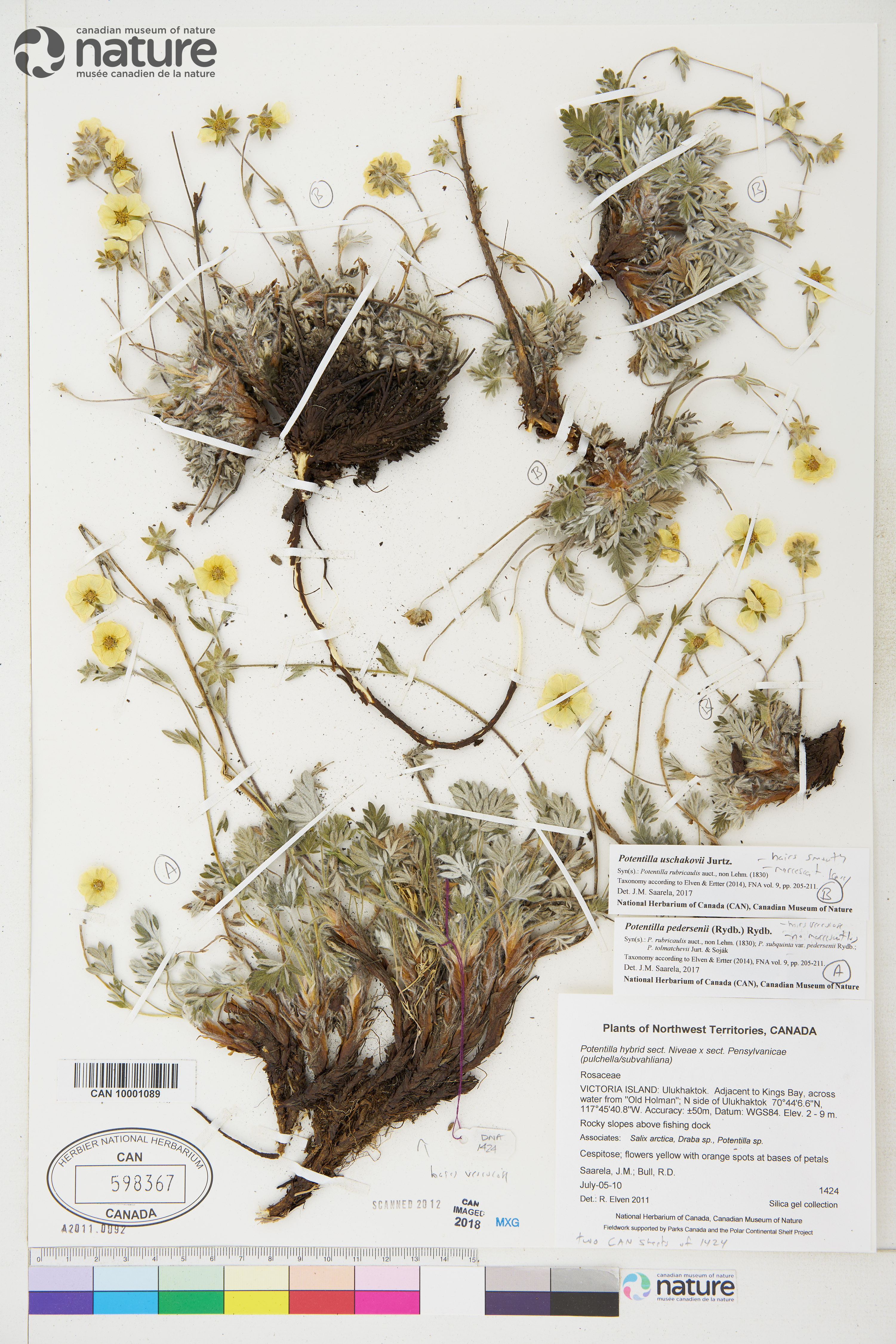 Potentilla rubricaulis image