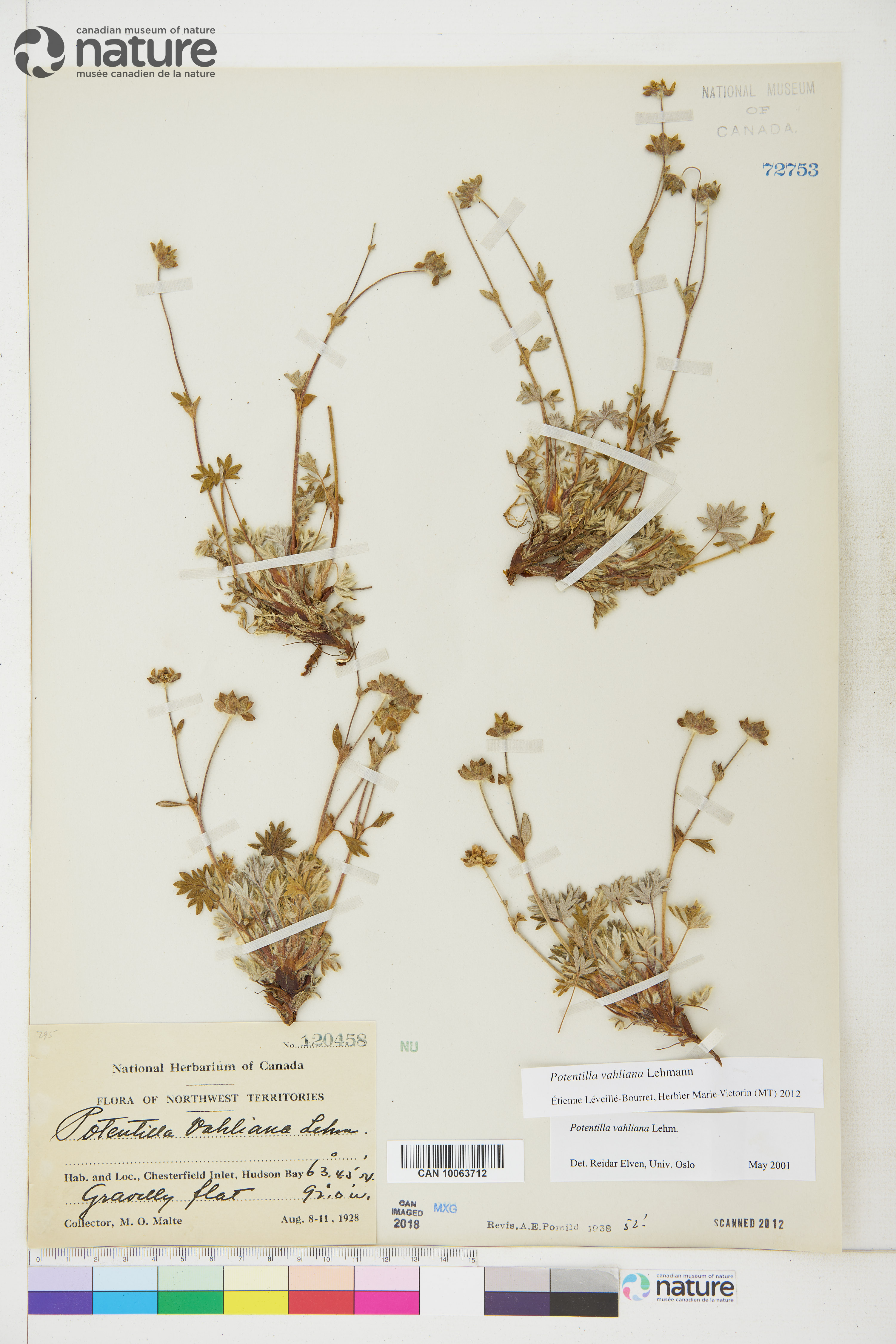 Potentilla vahliana image