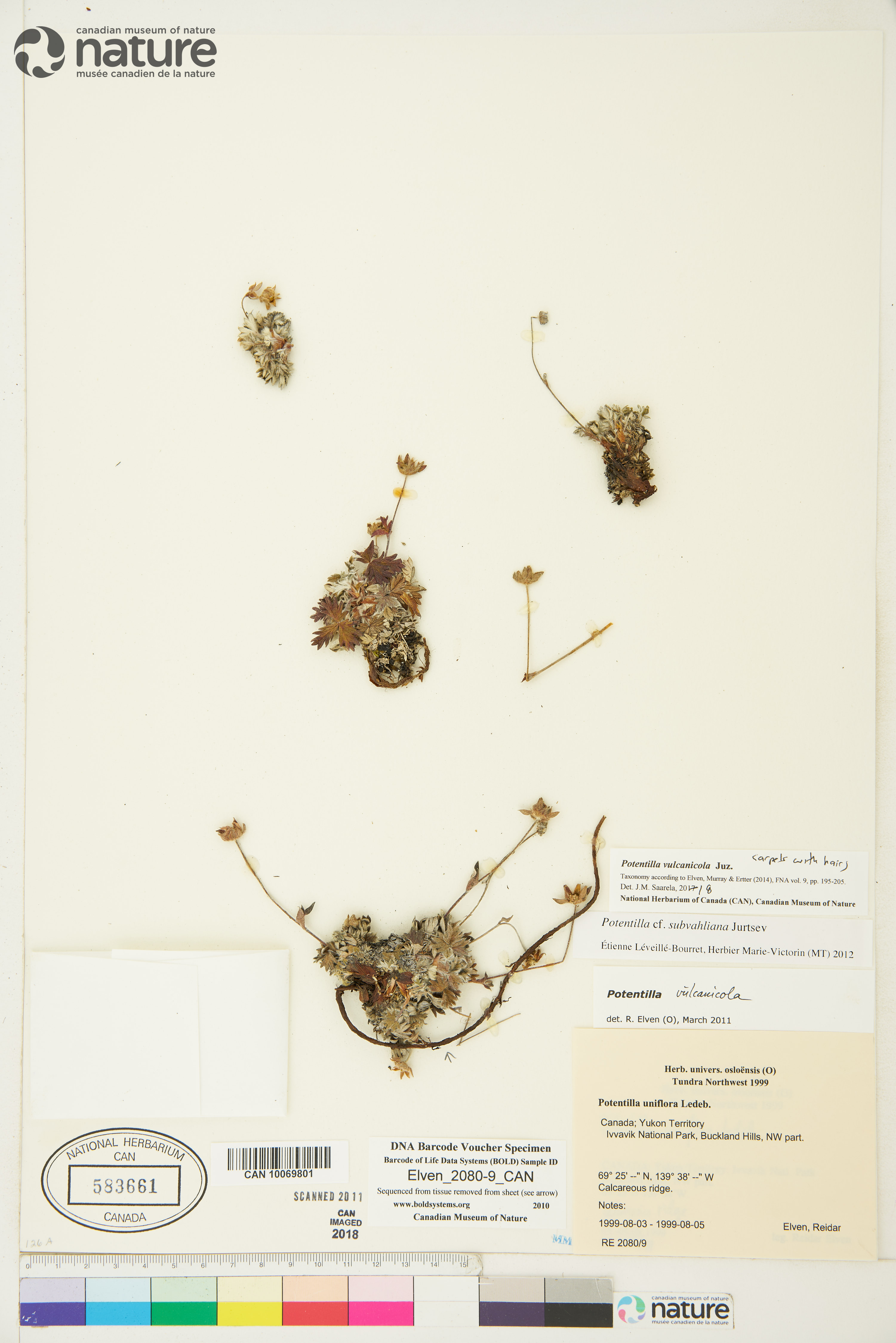 Potentilla vulcanicola image