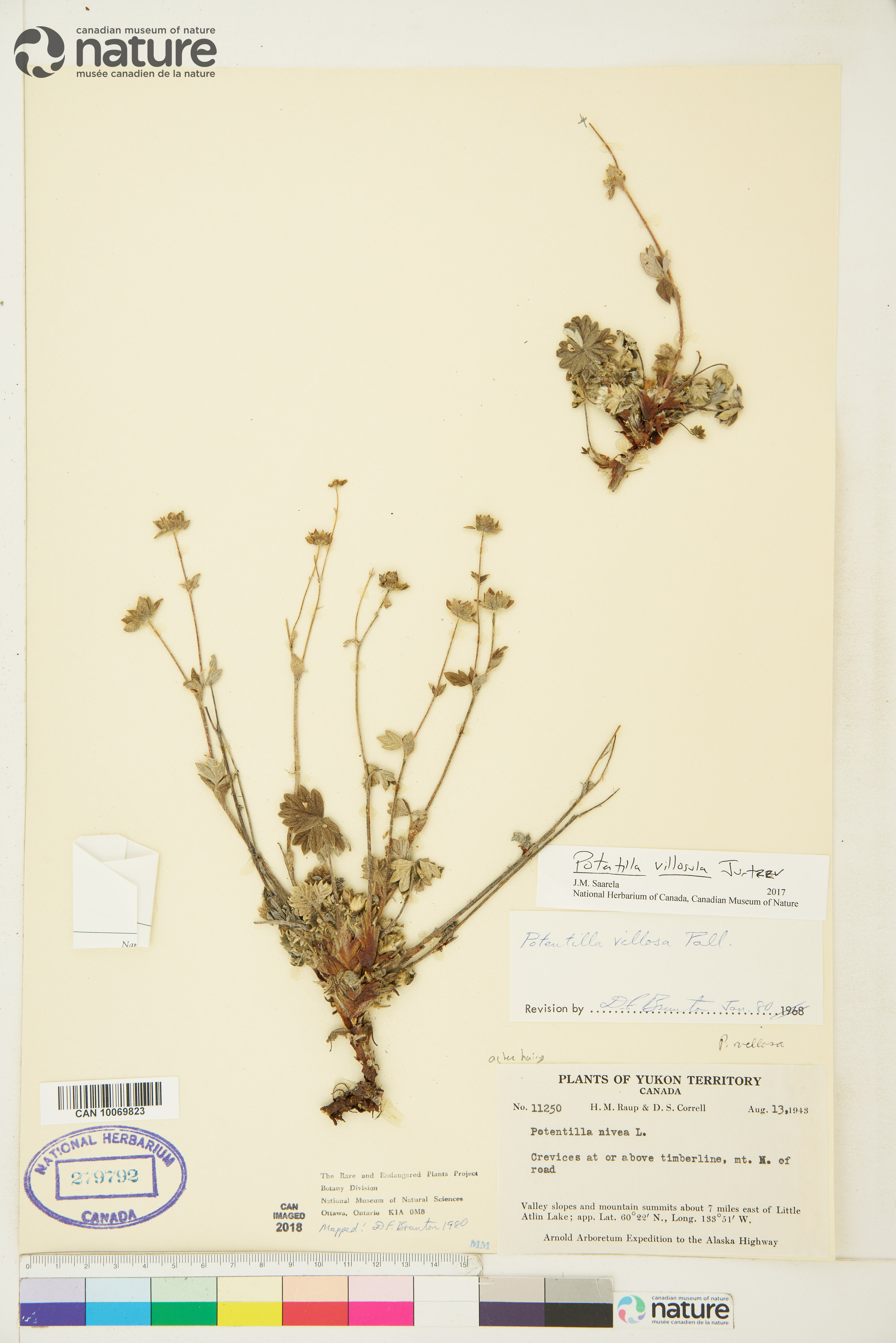 Potentilla villosula image