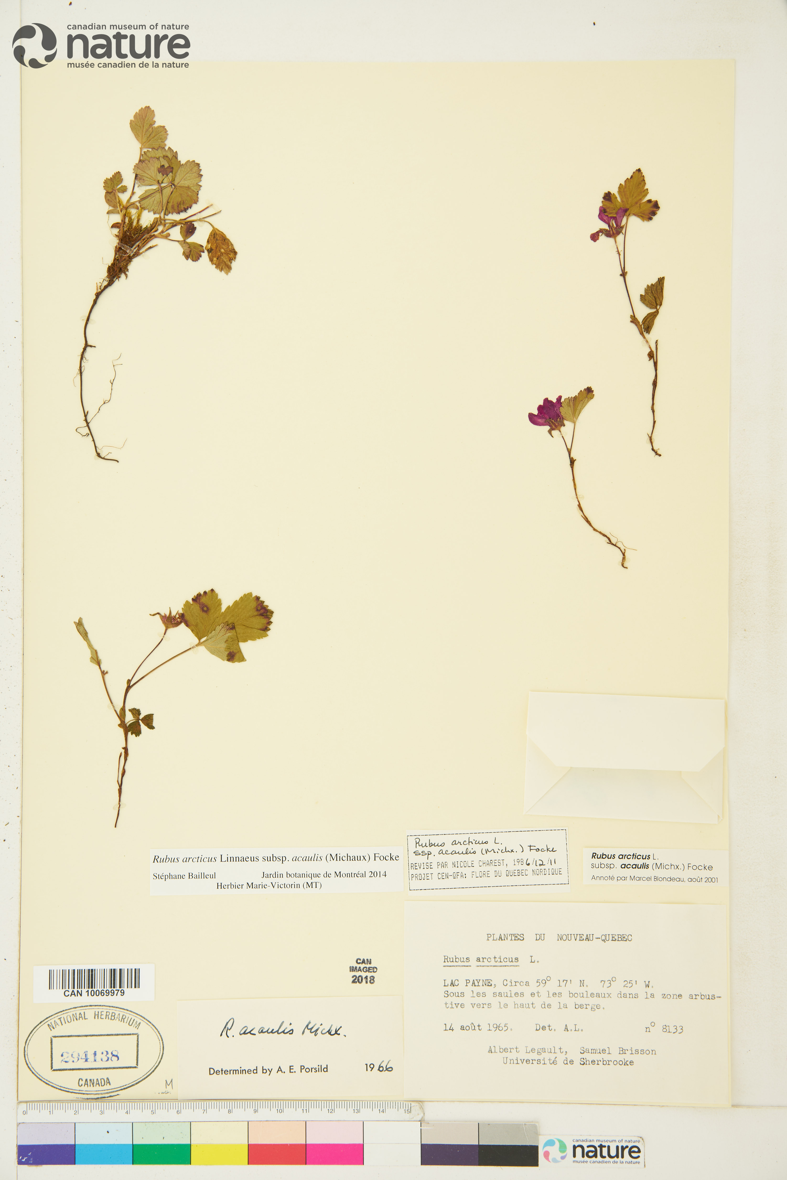 Rubus arcticus subsp. acaulis image