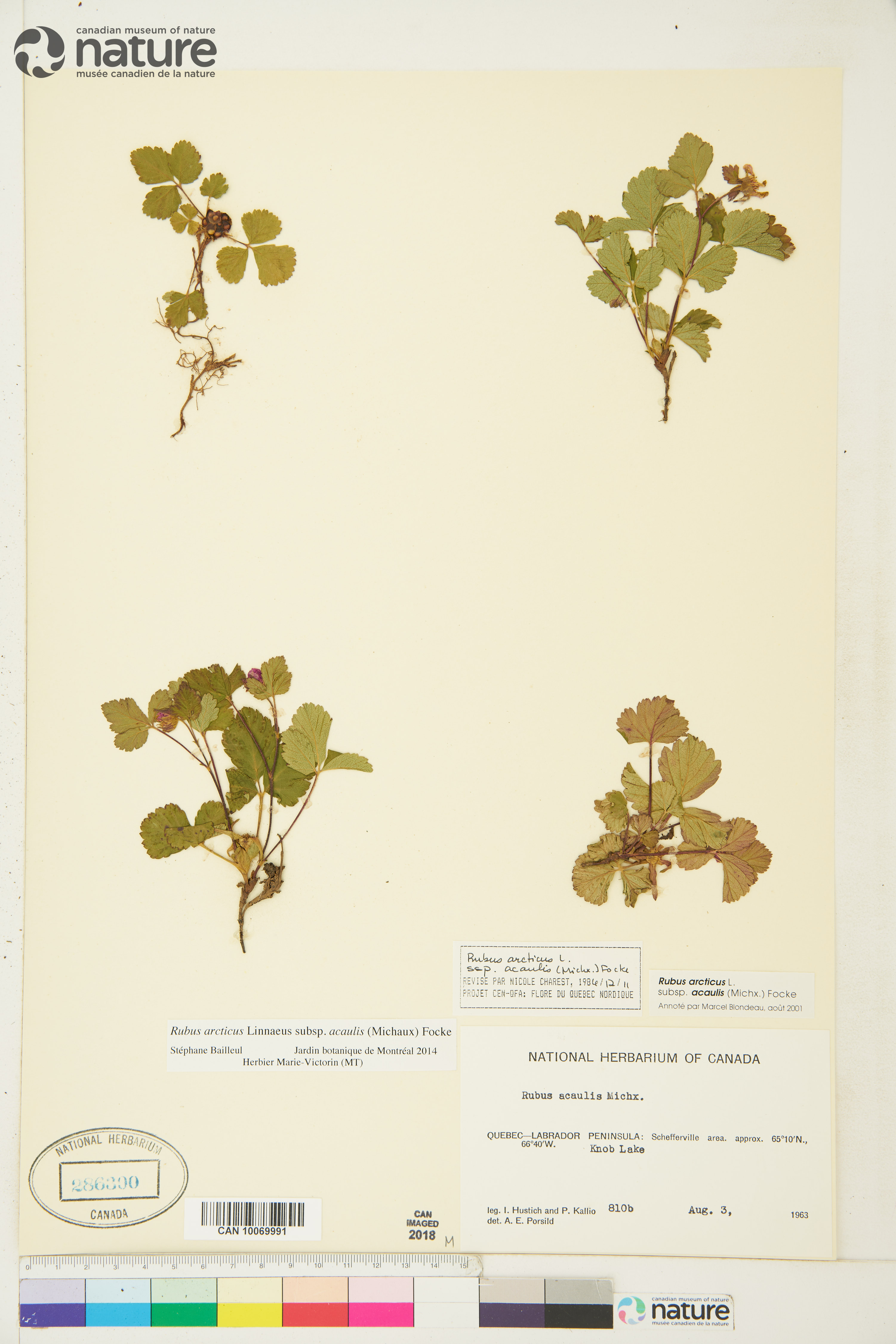 Rubus arcticus image