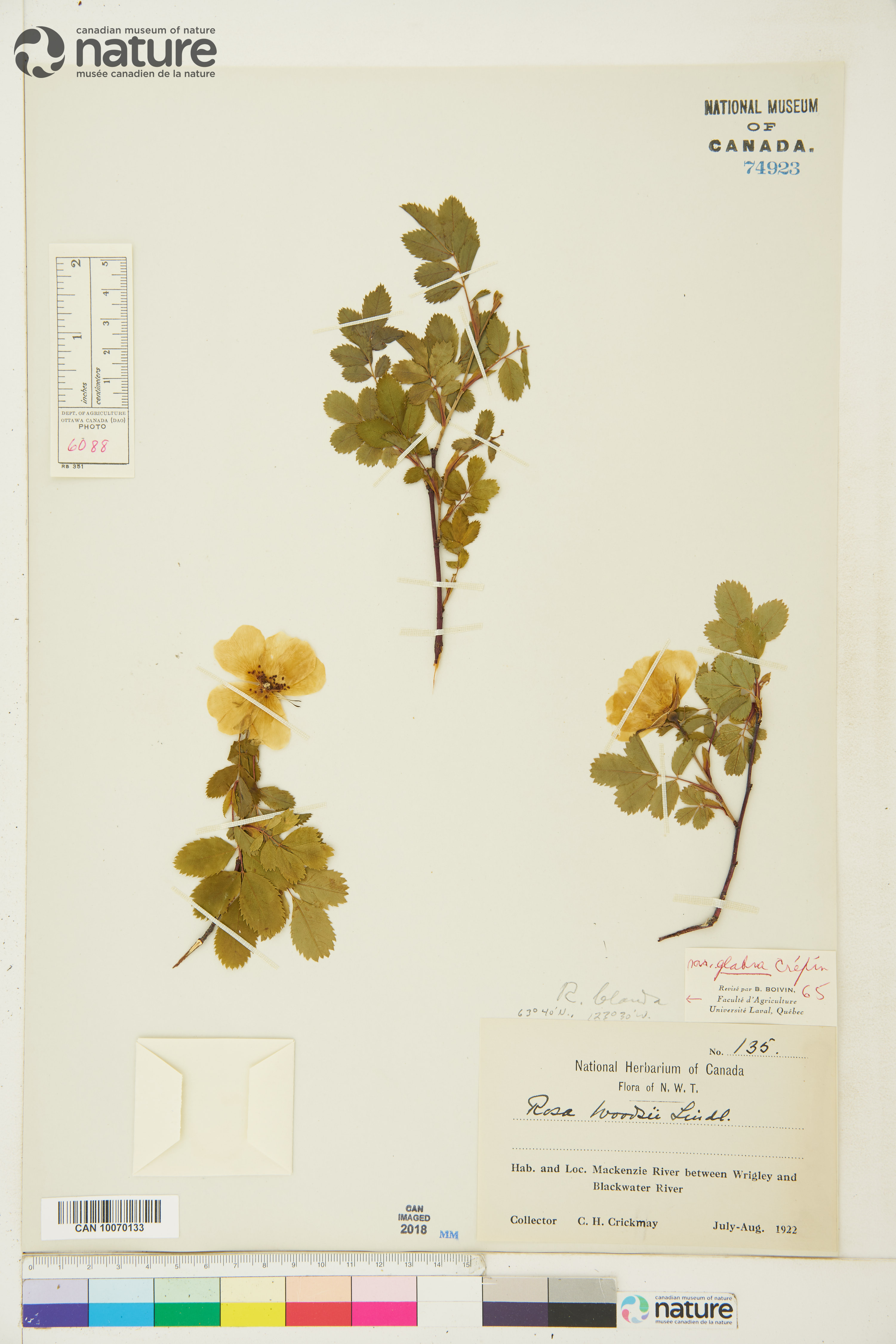 Rosa blanda var. glabra image