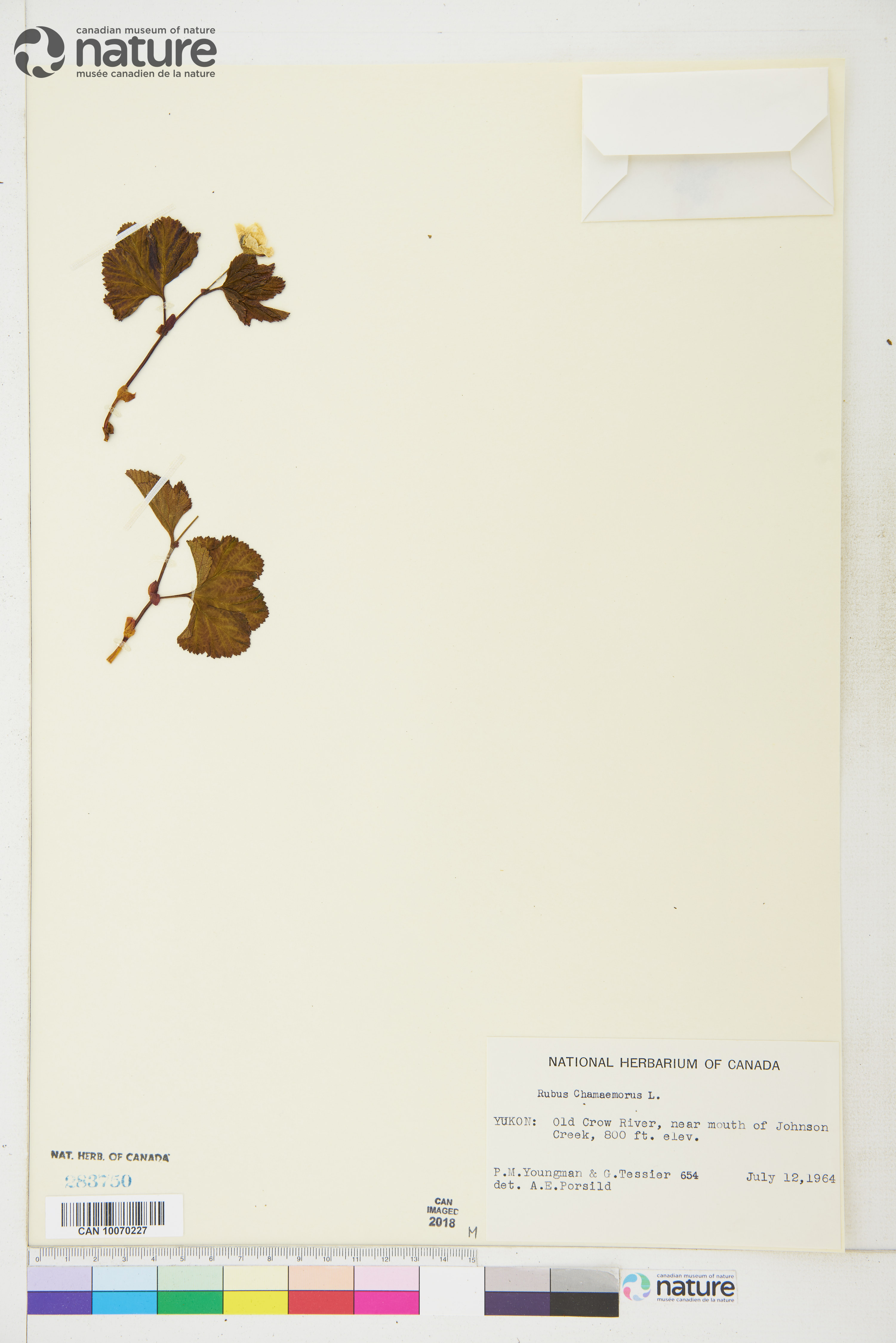 Rubus chamaemorus image