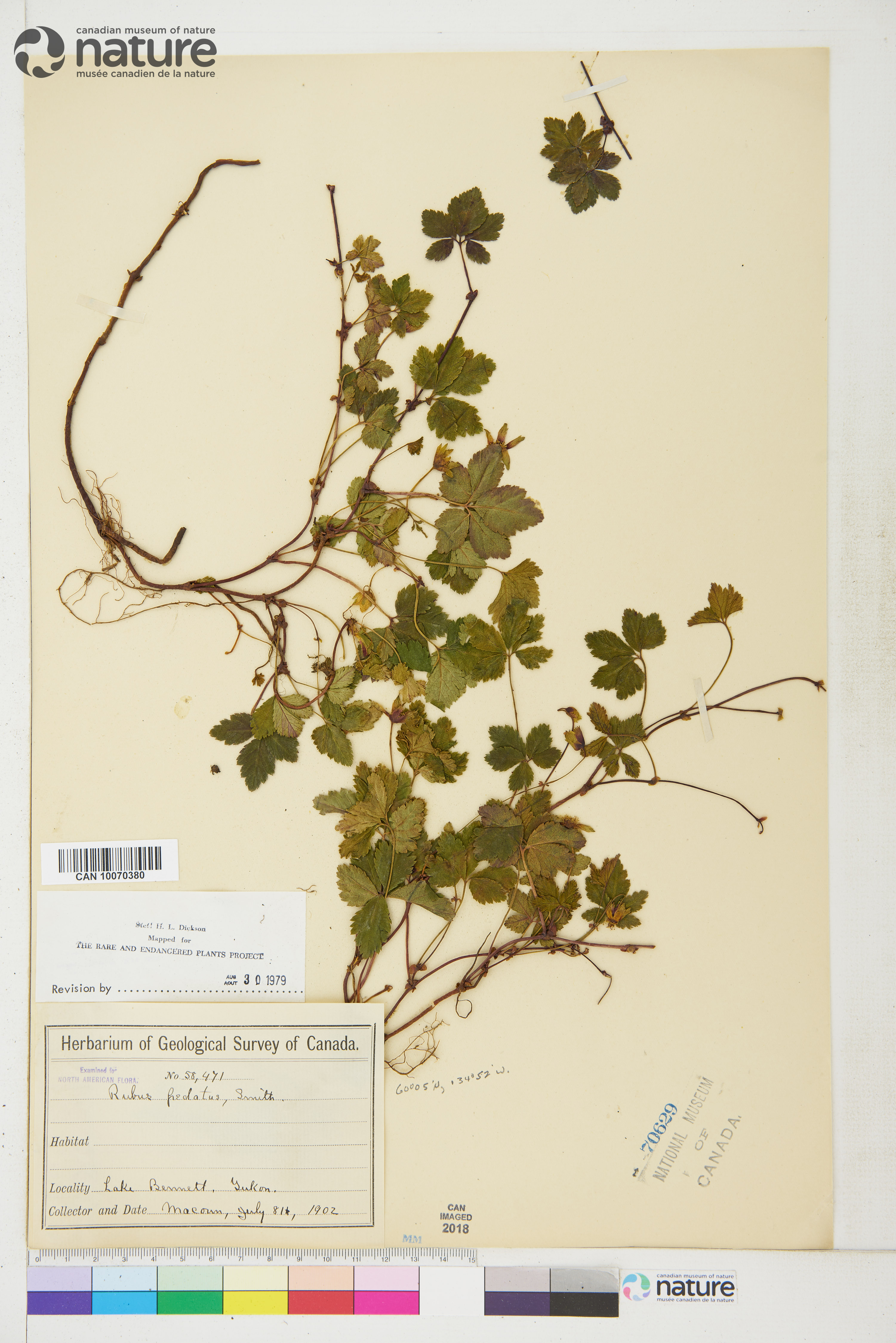 Rubus pedatus image