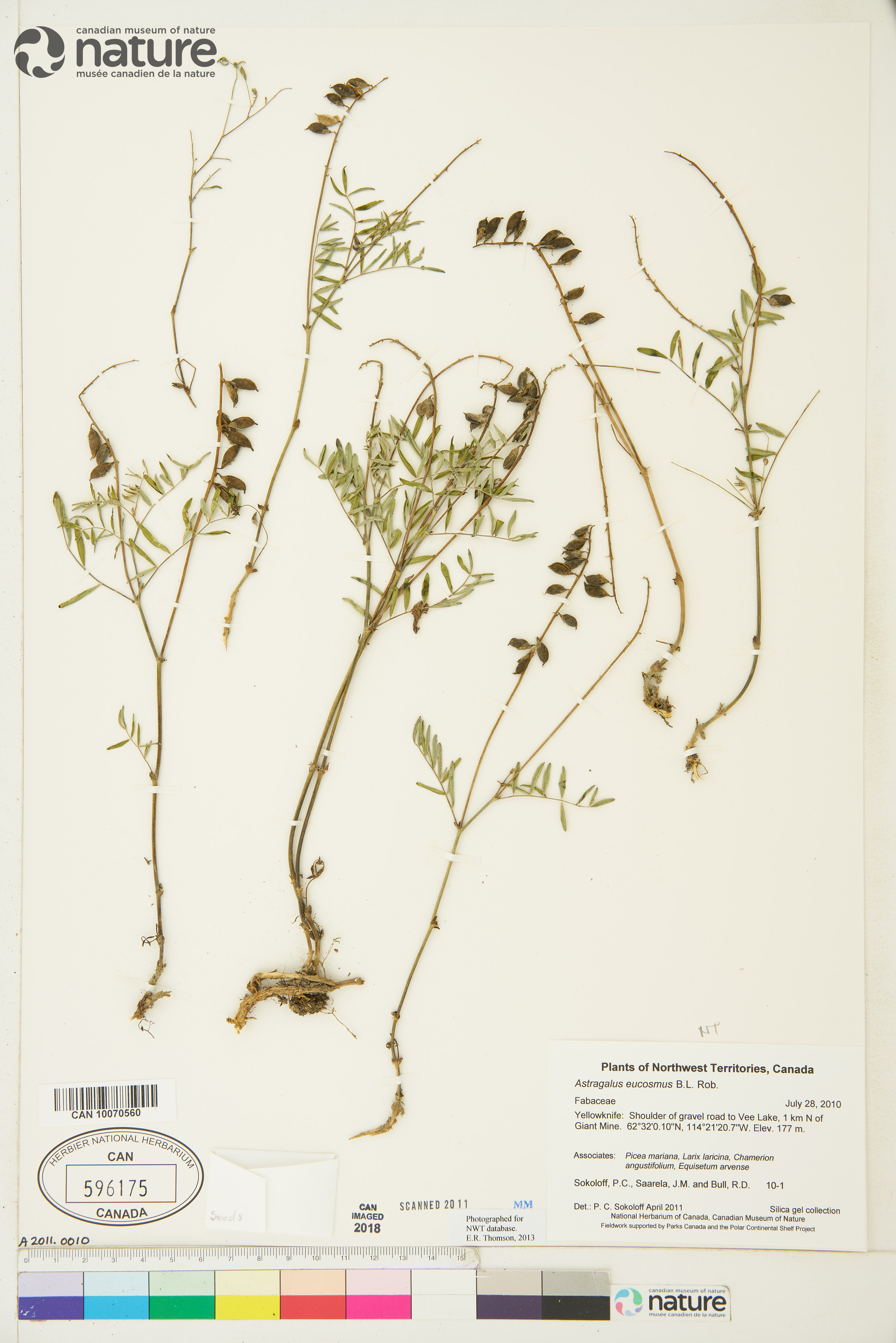 Astragalus eucosmus image