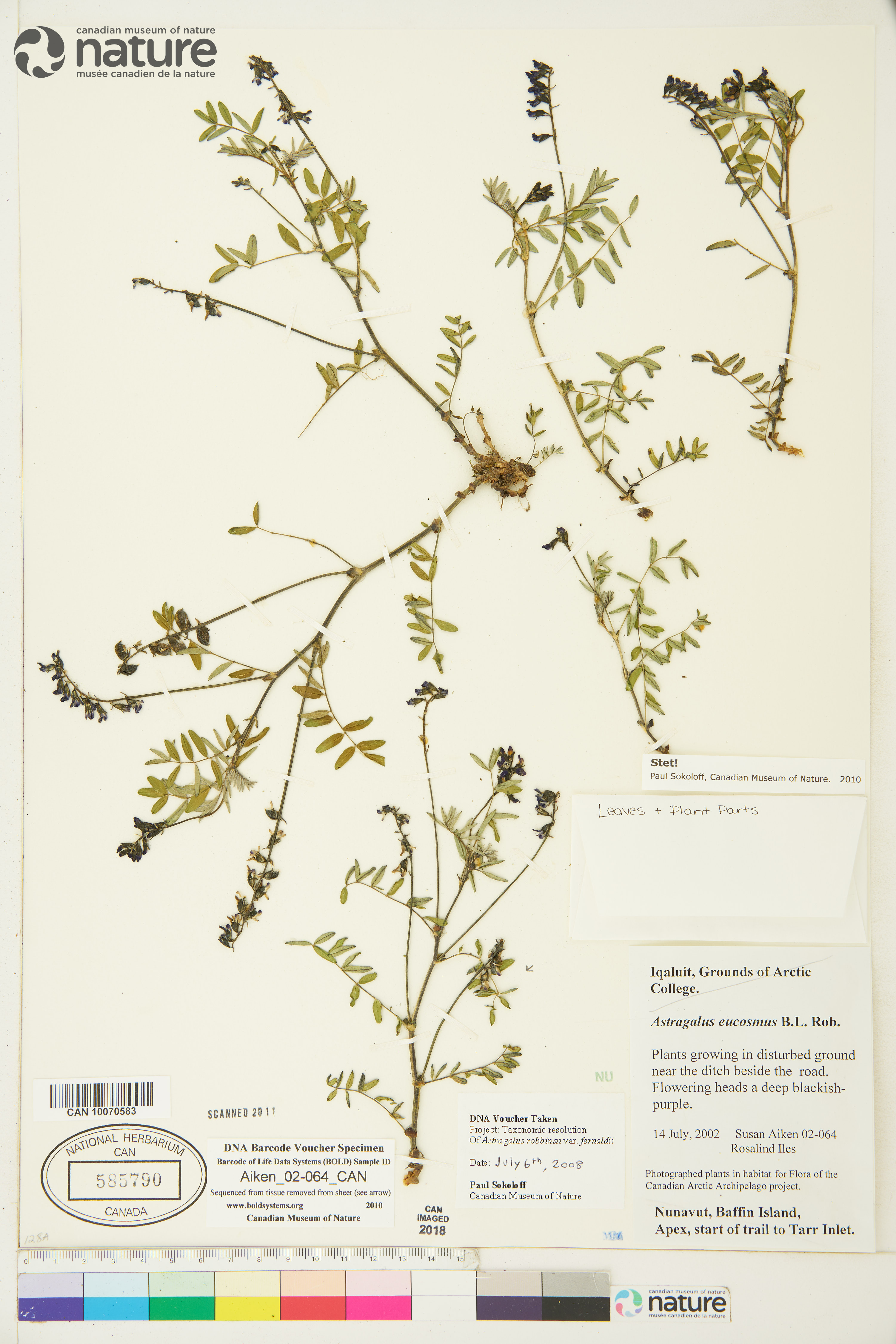 Astragalus eucosmus image