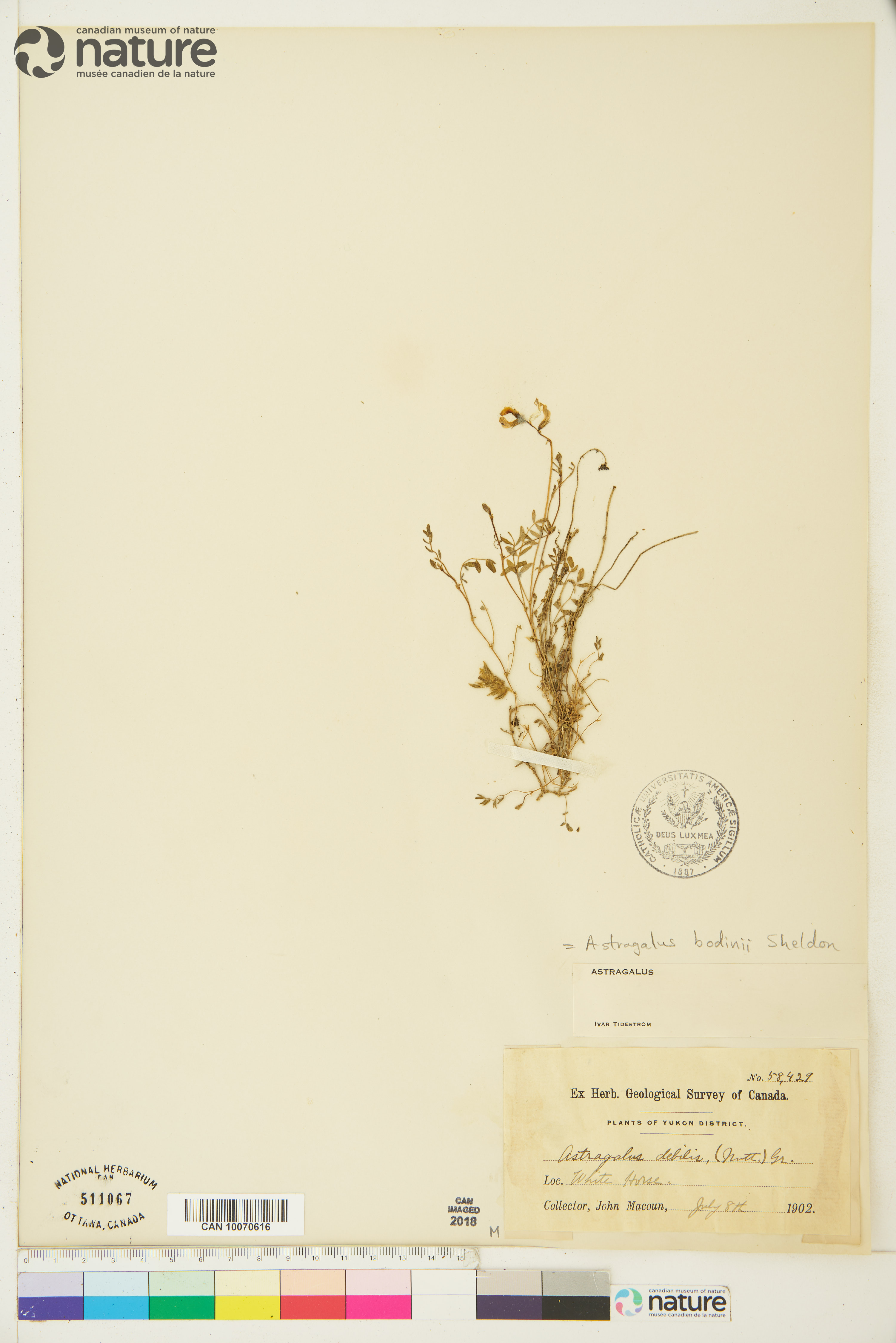 Astragalus bodinii image