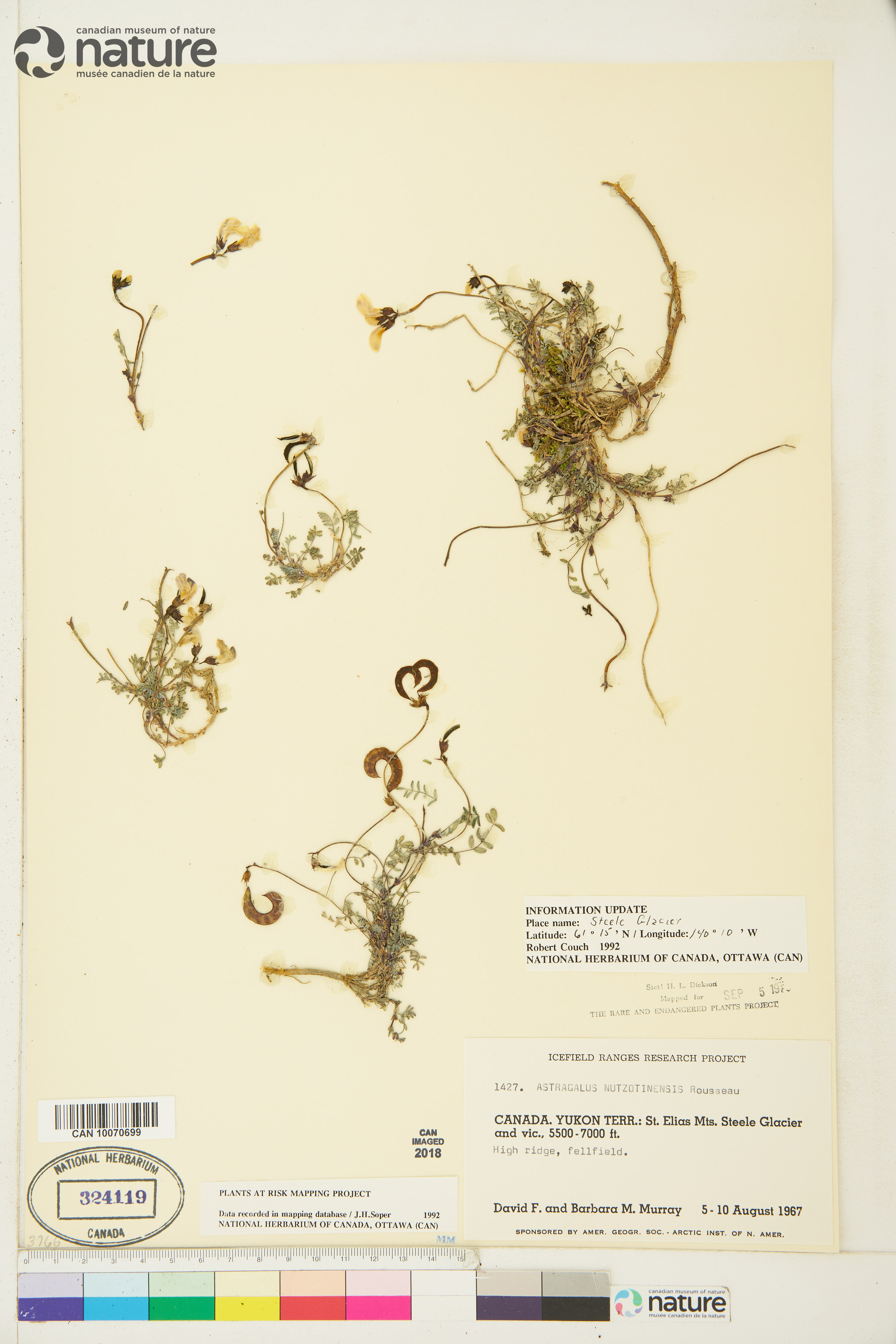 Astragalus nutzotinensis image