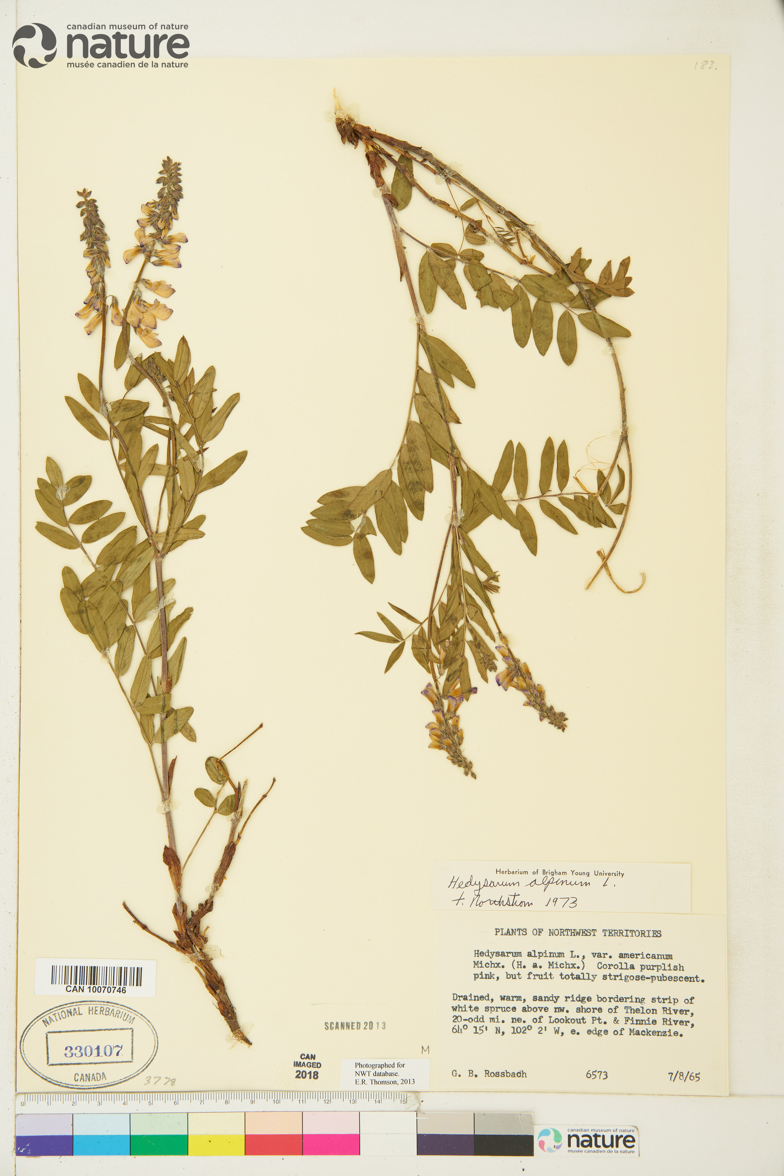 Hedysarum americanum image