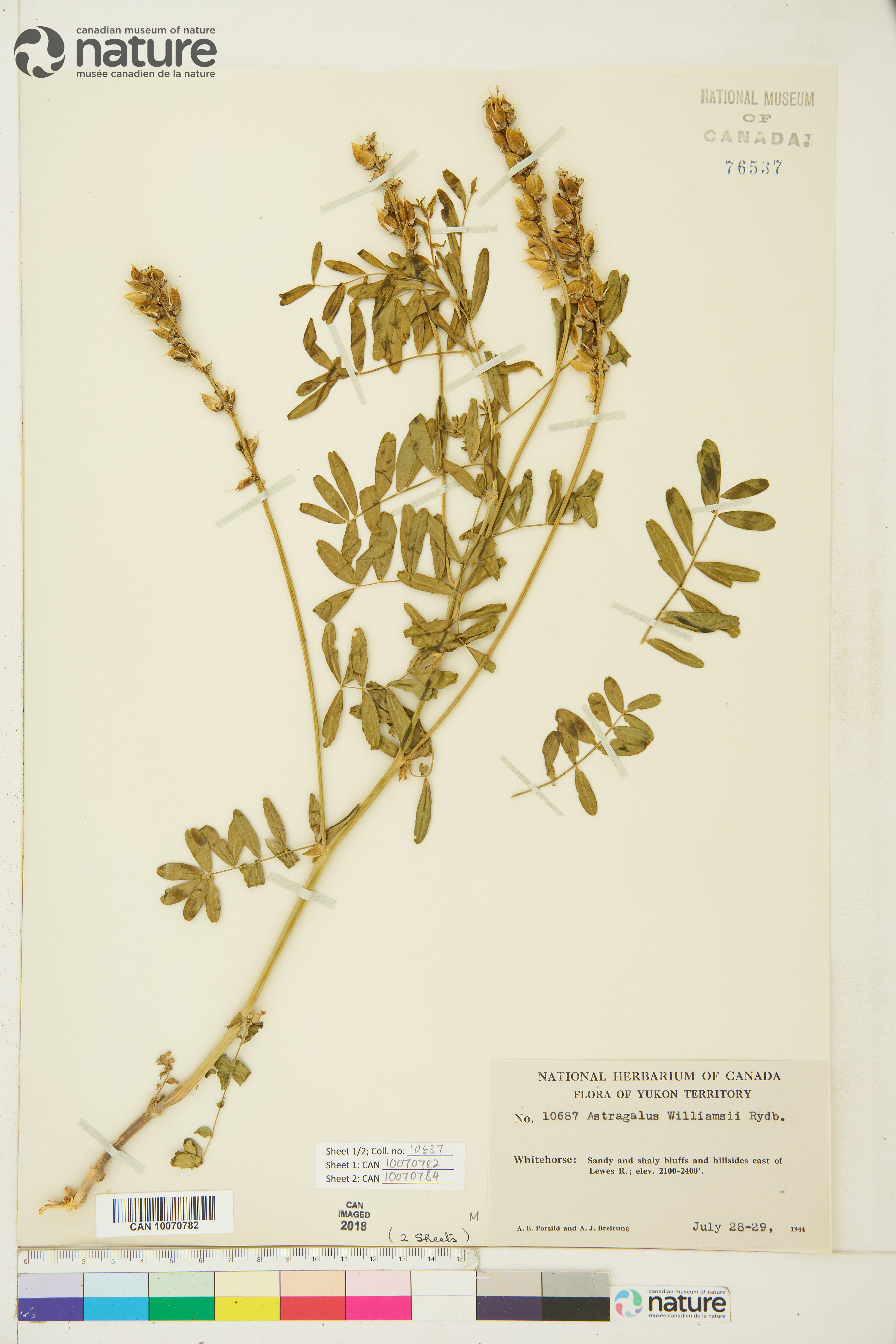 Astragalus williamsii image