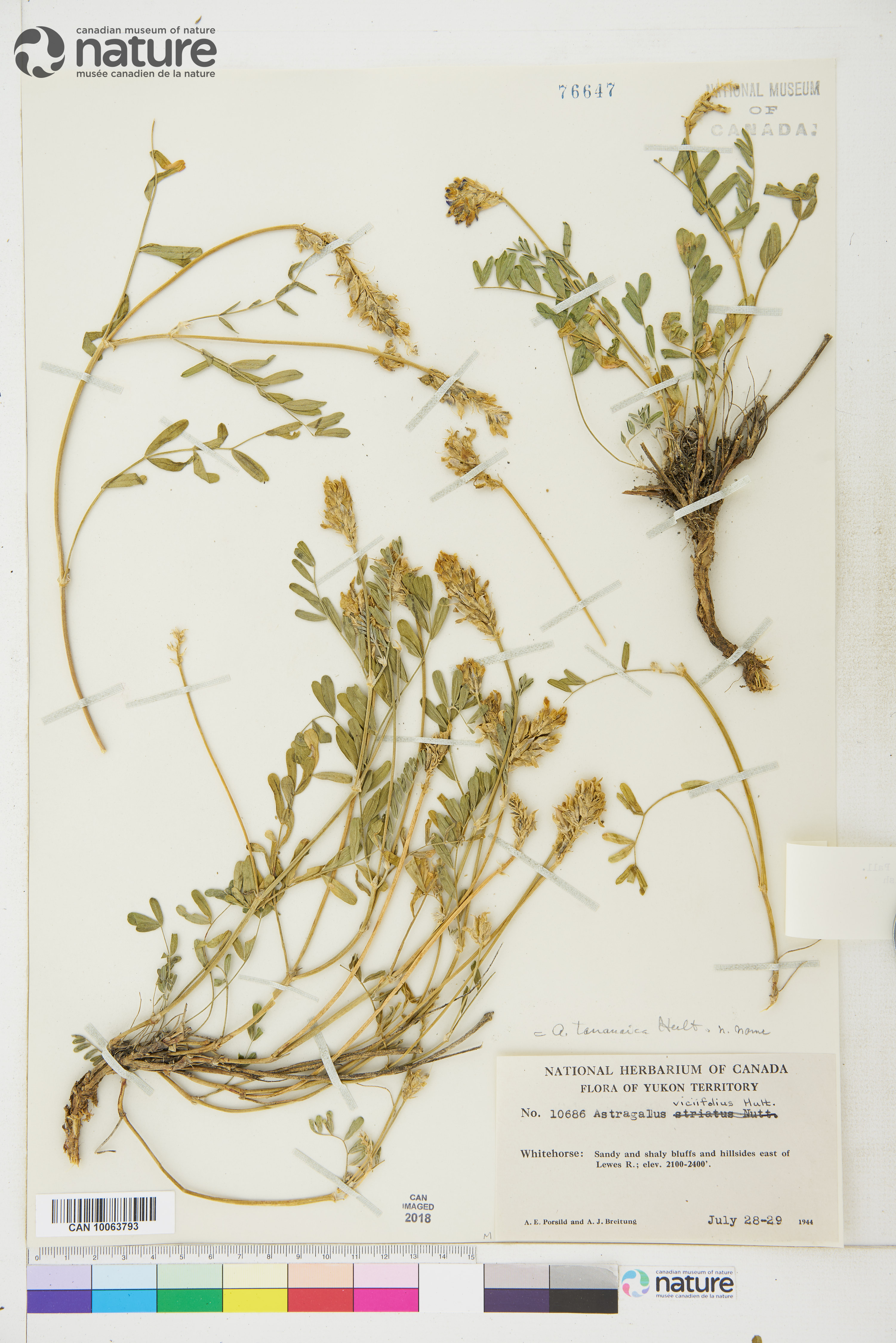 Astragalus laxmannii var. tananaicus image