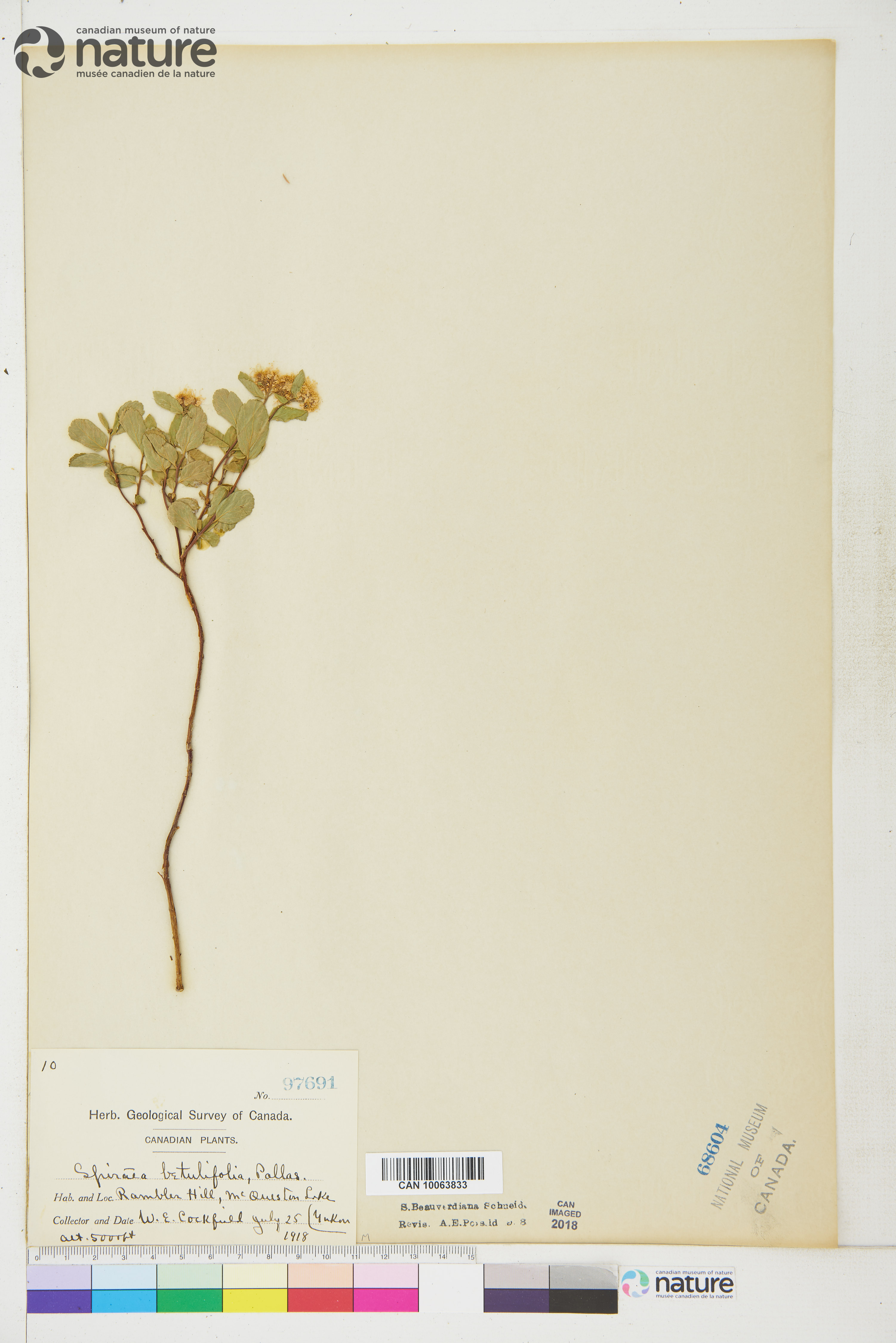 Spiraea betulifolia image